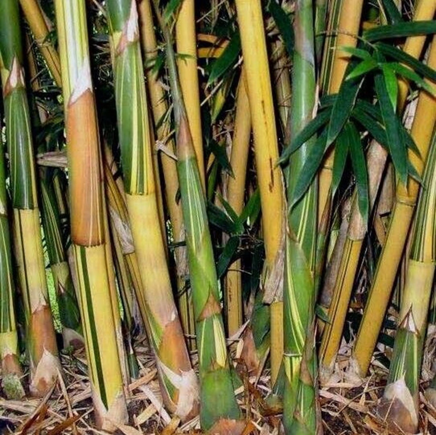 50 Golden Hedge Bamboo Seeds Perennial Ornamental Seed Privacy