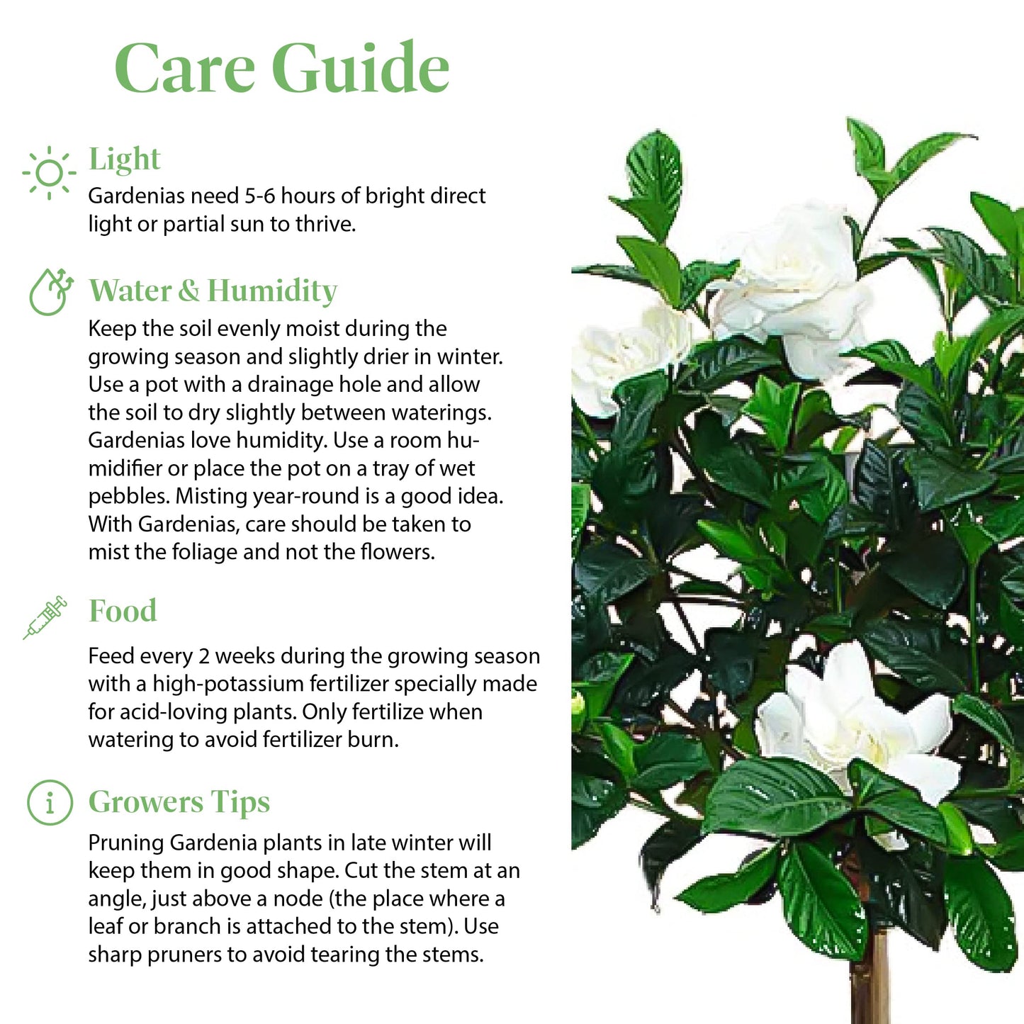American Plant Exchange Gardenia Tree – Live Evergreen in Large 8-Inch Pot, Fragrant White Blooms, Easy-Care Indoor & Outdoor Flowering Tree for Home, Patio & Garden Décor