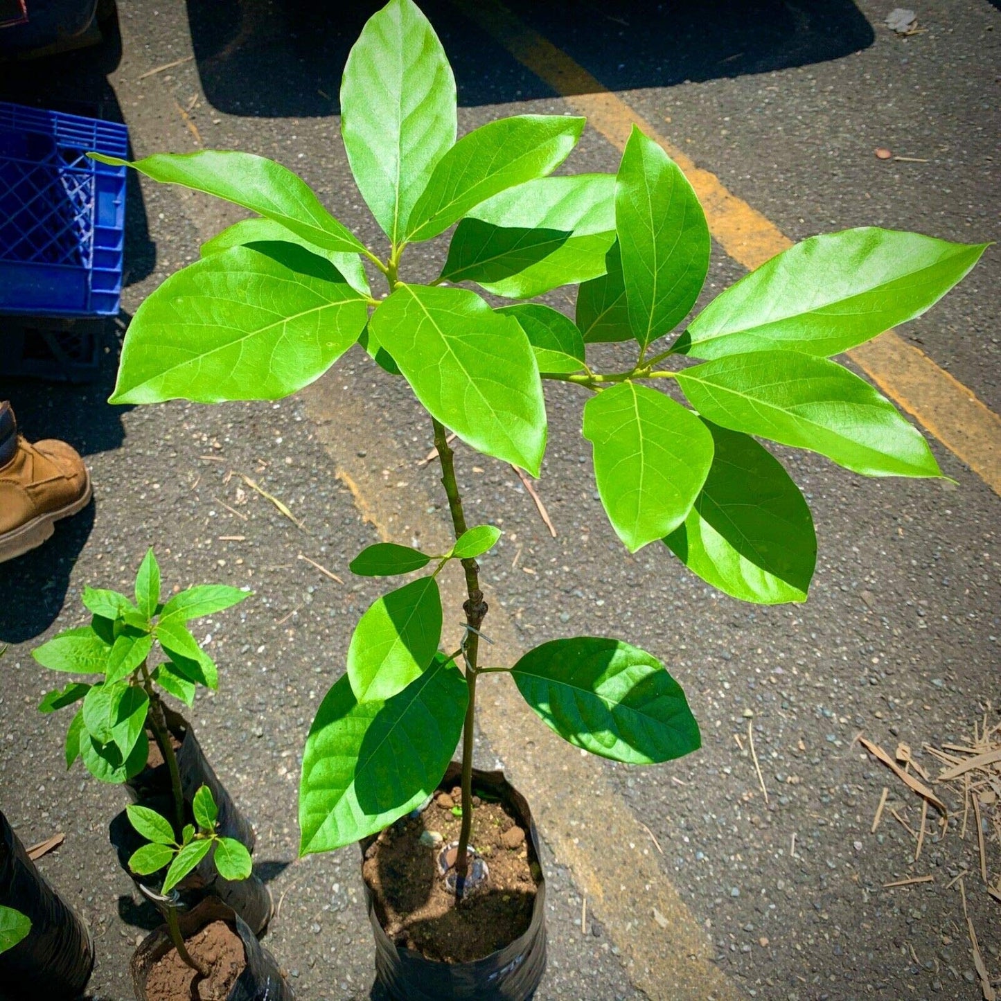 Grafted HASS Avocado Tree - Live Big Fruit Tree 12"-24" Tropical Plantae