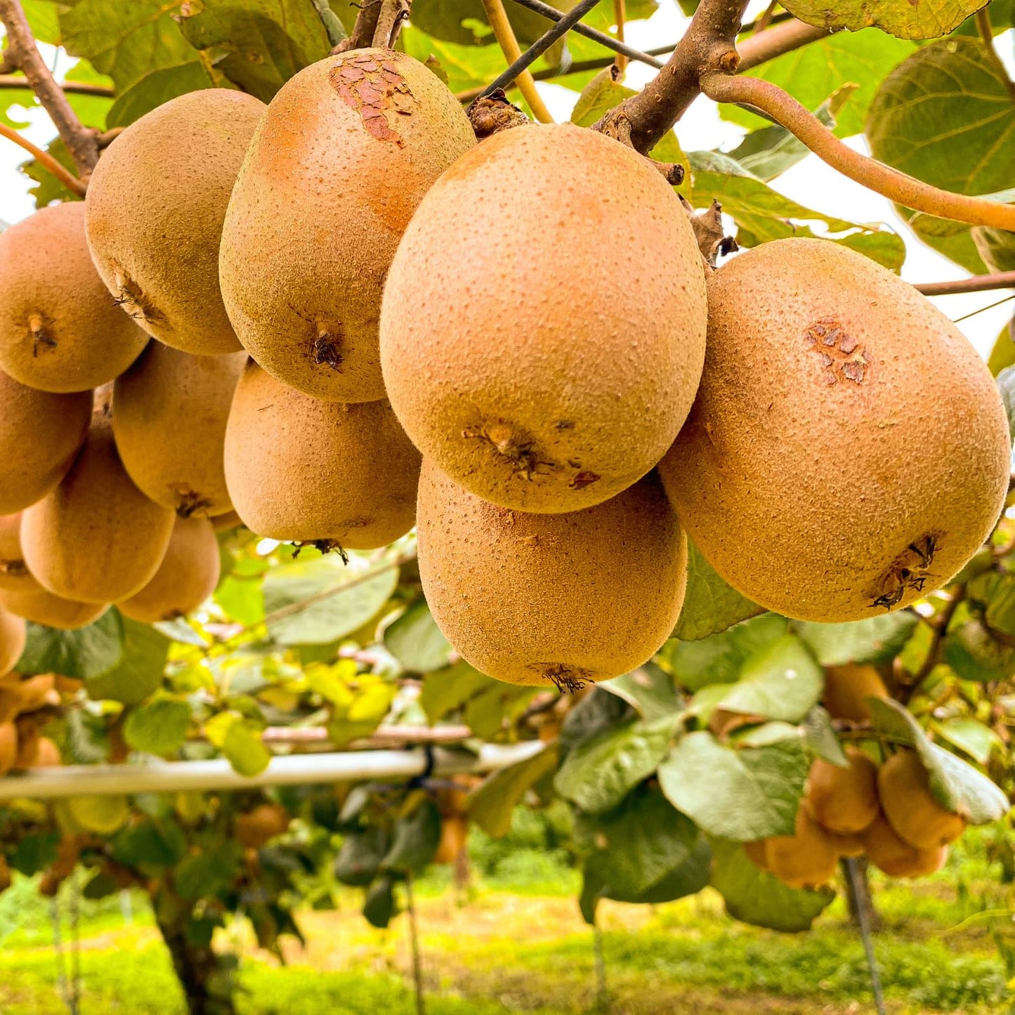 3 Kiwi Tree Live Plants, Cold Hary Kiwi Plants Live from 5 Inc Tall, Easy to Plant Vine Garden