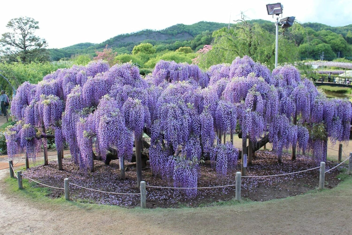 5 Blue Flowering Chinese Wisteria Vines - 12-18" Tall Live Plants - Wisteria Seedlings - Wisteria sinensis - (5 Pack)