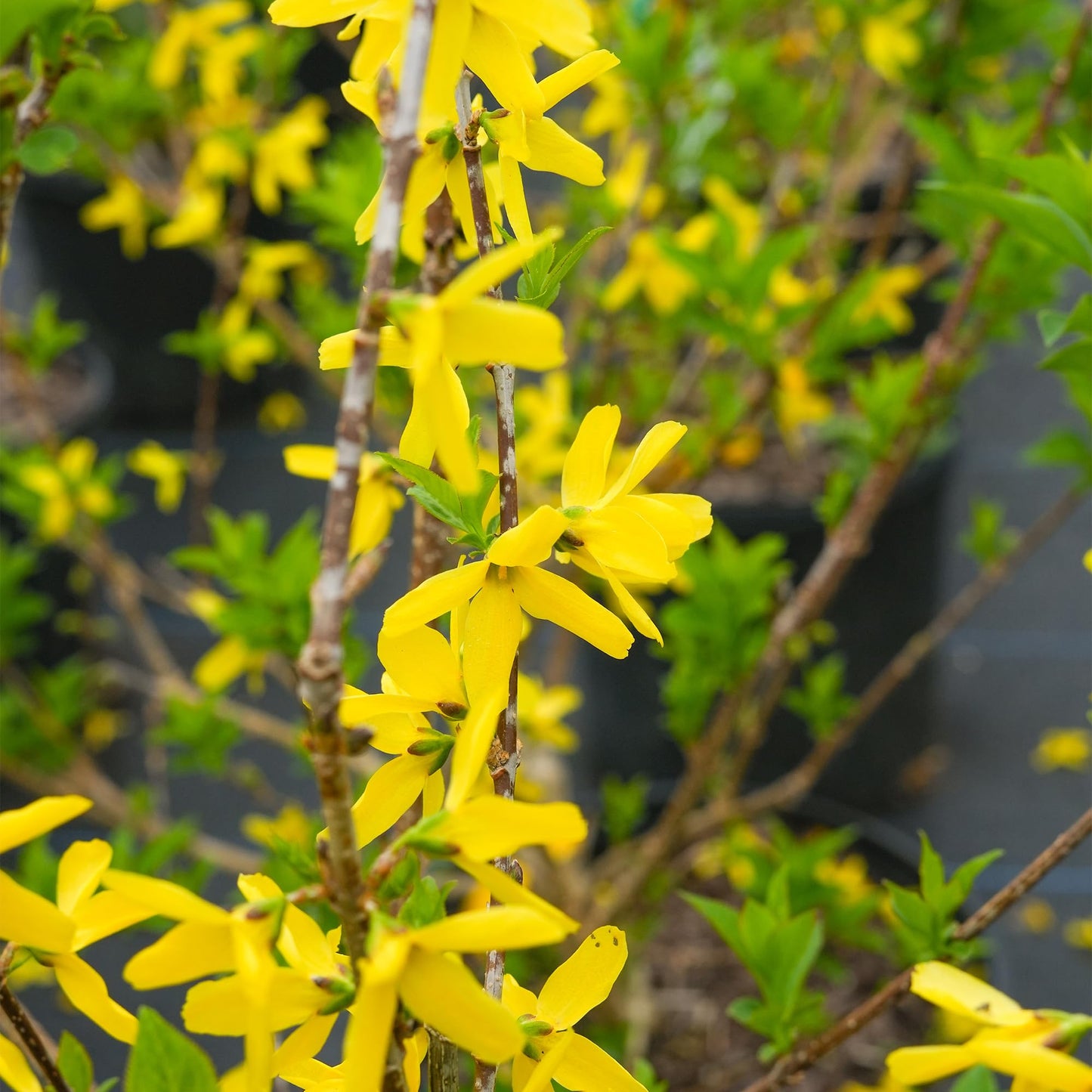 PERFECT PLANTS Lynwood Gold Forsythia Shrub 1 Gallon | Live Shrubs for Outdoor Planting | Fast Growing & Provides Privacy | Gorgeous Yellow Flower in Spring