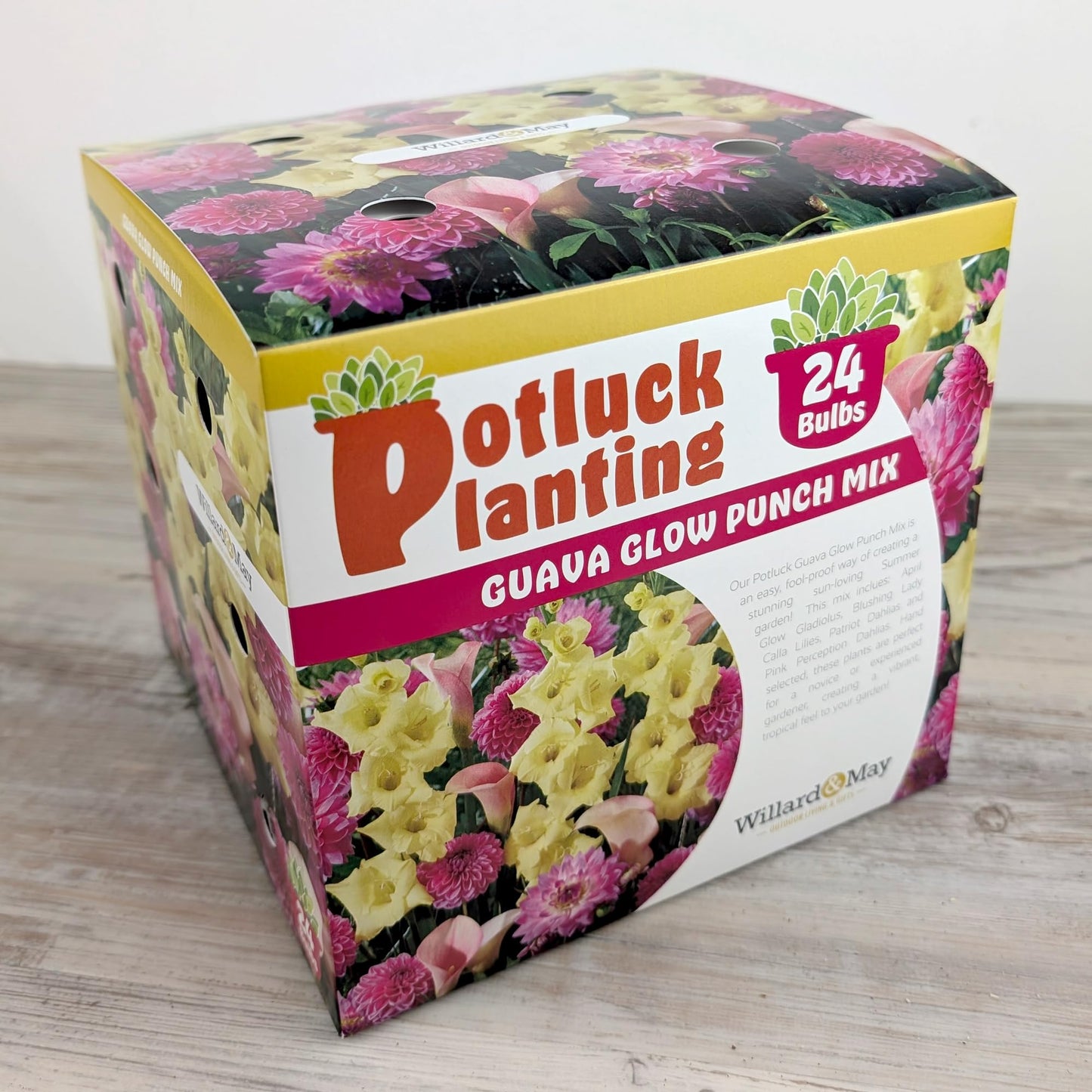 24 Easy-to-Plant Bulbs – Dahlias, Lilies, Gladiolus – Guava Glow Punch Flower Bulb Mix - Vibrant Colors & Fragrance – Summer Blooming Garden Gift Set