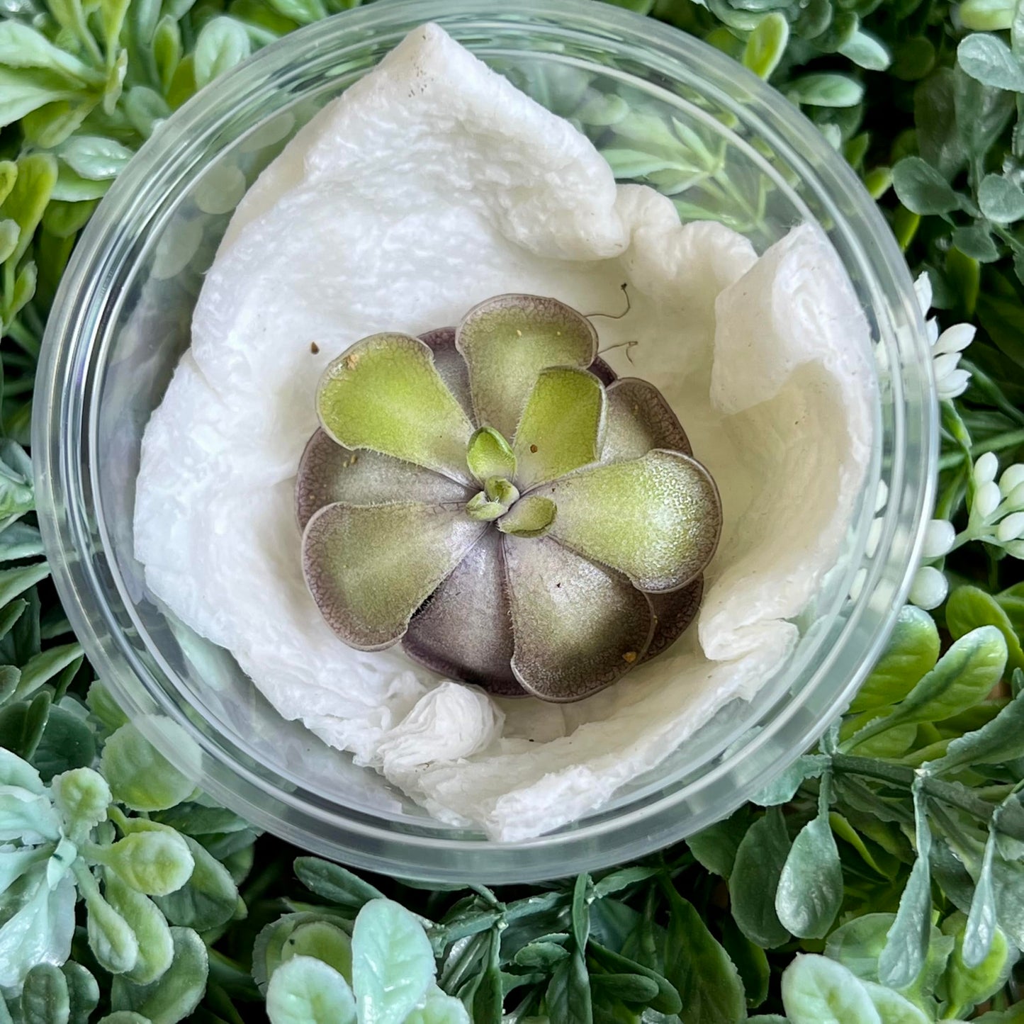 Live Pinguicula cyclosecta – Rare Violet-Toned Mexican Butterwort, Rosette-Forming Carnivorous Plant, Easy to Grow. Succulent-Like Carnivore Plant.