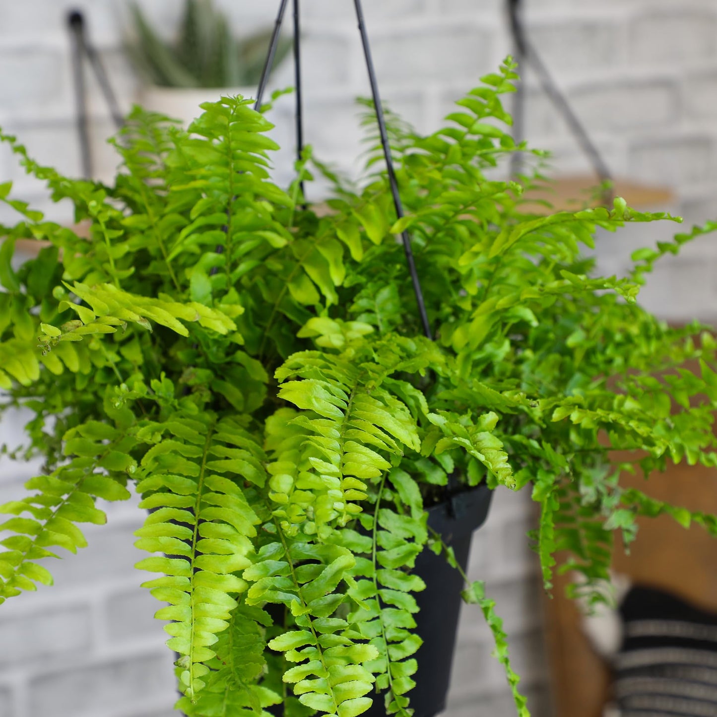 Hanging Boston Fern Live Plant in 6" Hanger, Real Ferns for Outdoors, Pet Friendly & Air Purifying, Low Light Outdoor or Indoor Houseplants, Easy Care Porch Plant by Plants for Pets