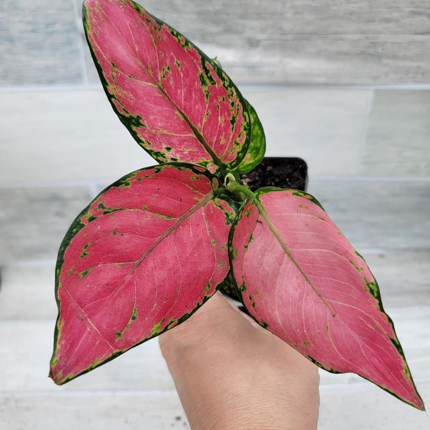 Aglaonema Wishes Pink Lady Valentine, Chinese Evergreen Live Rare House Plants All Plants are Fully Rooted Plants in 4 inch Pot by 3exoticgreen