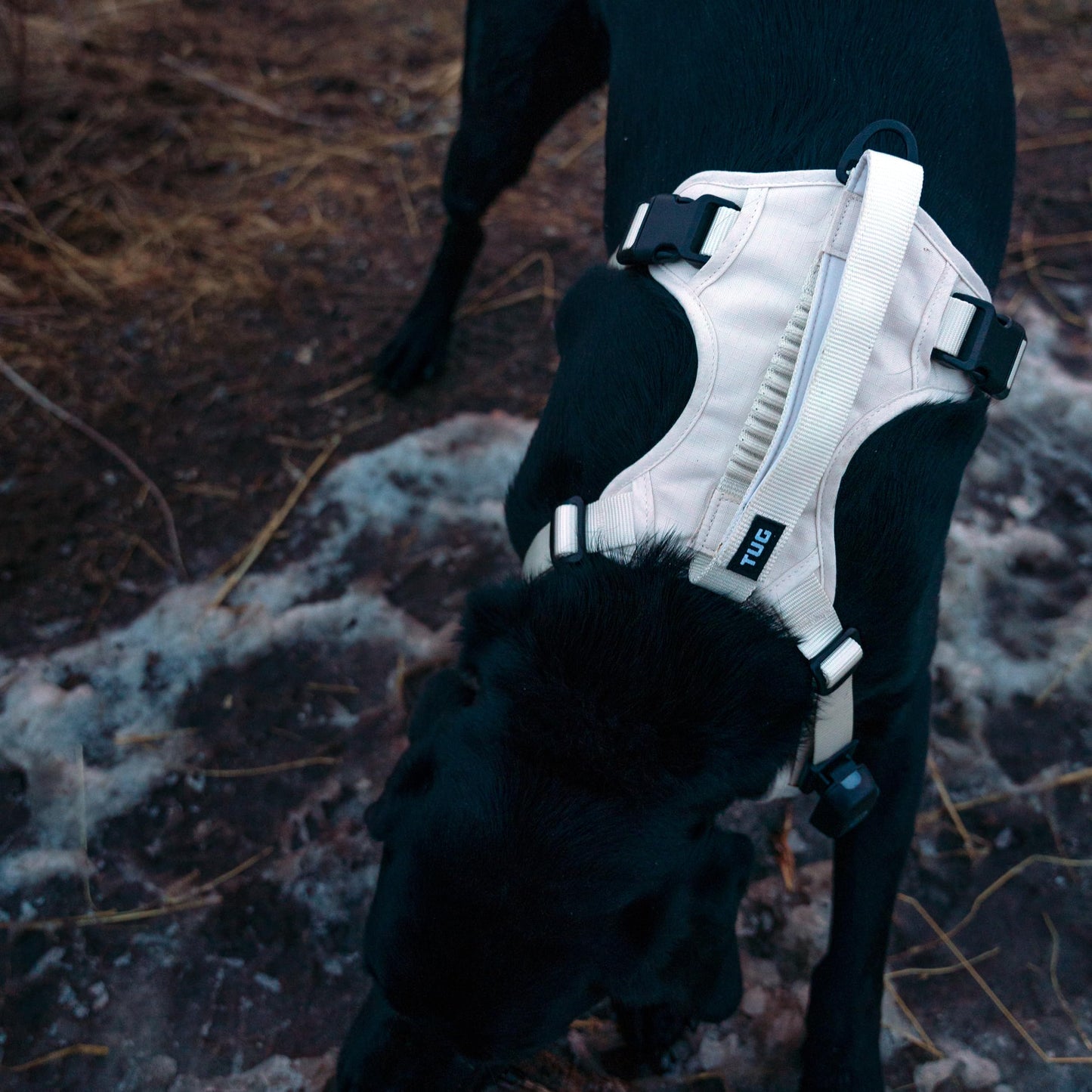 TUG Grab Dog Harness | Integrated Traffic Leash Magnetically Attached for Quick Control (Medium/Cream)