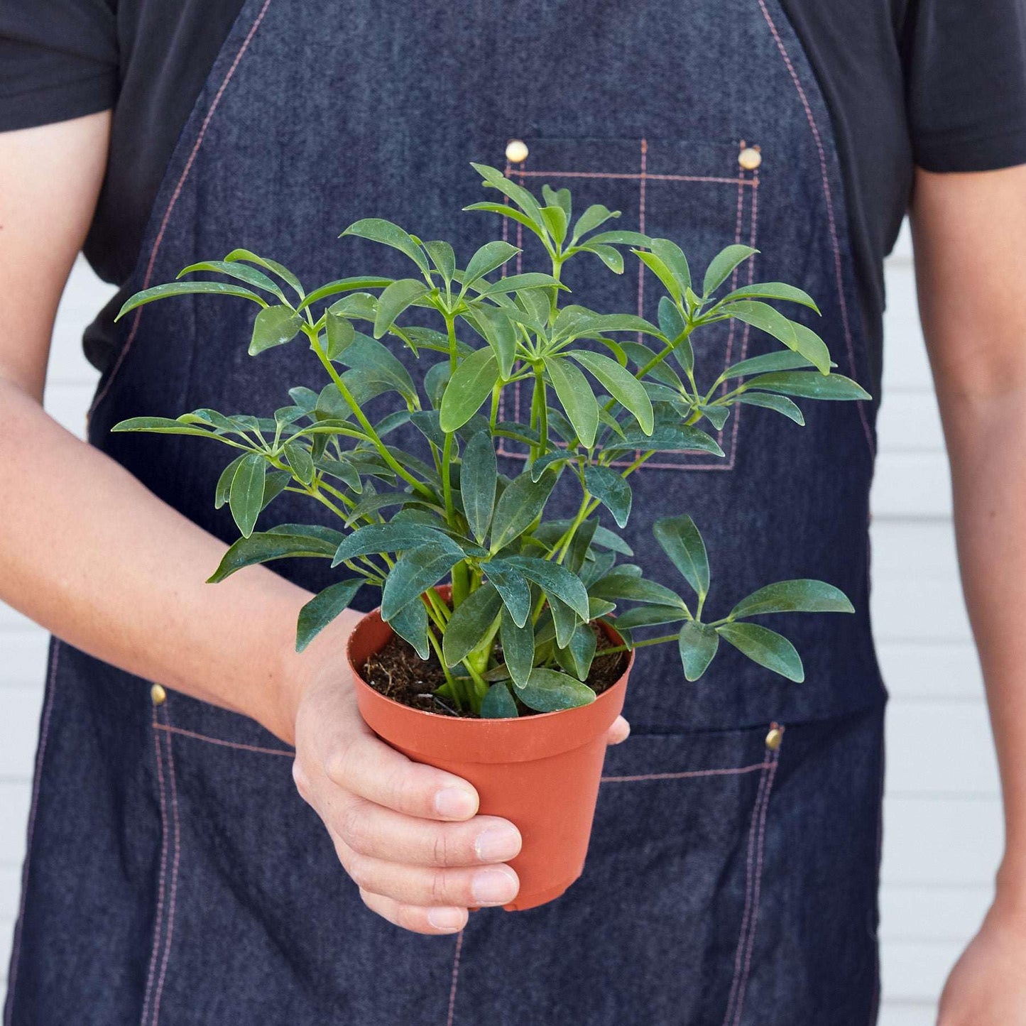 Schefflera Arboricola Live Plant for Indoor | Different Houseplants in 4'' & 6'' Pot | Real House Plant for Living Room, Office, Desk & Bathroom | Dwarf Umbrella Tree