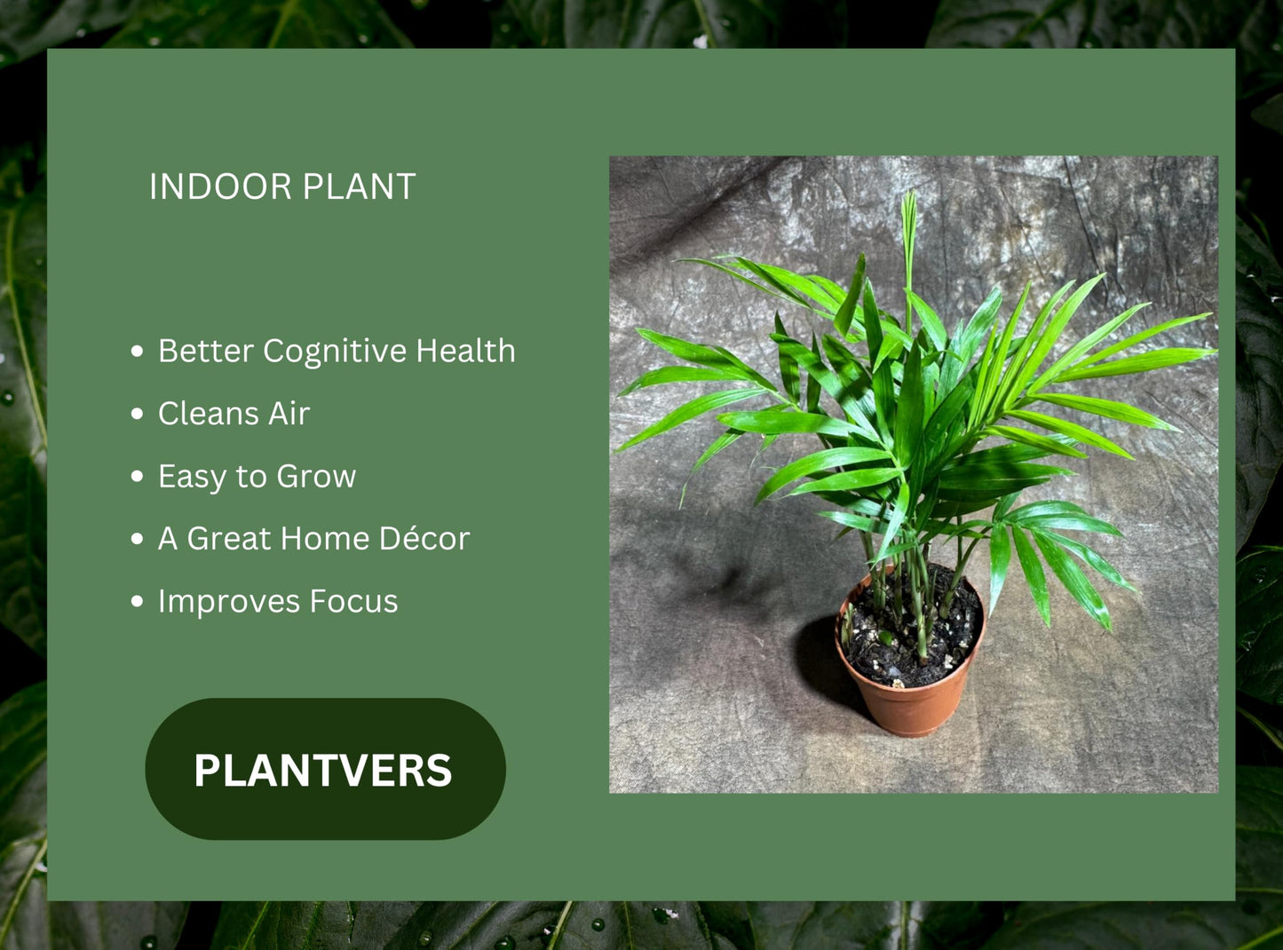 PLANTVERS Neanthe Bella Palm in a 2" Nursery Pot – Chamaedorea Elegans Parlor Palm Plant – Low Maintenance Indoor Air Purifying Plant – Elegant Chamaedorea Houseplant