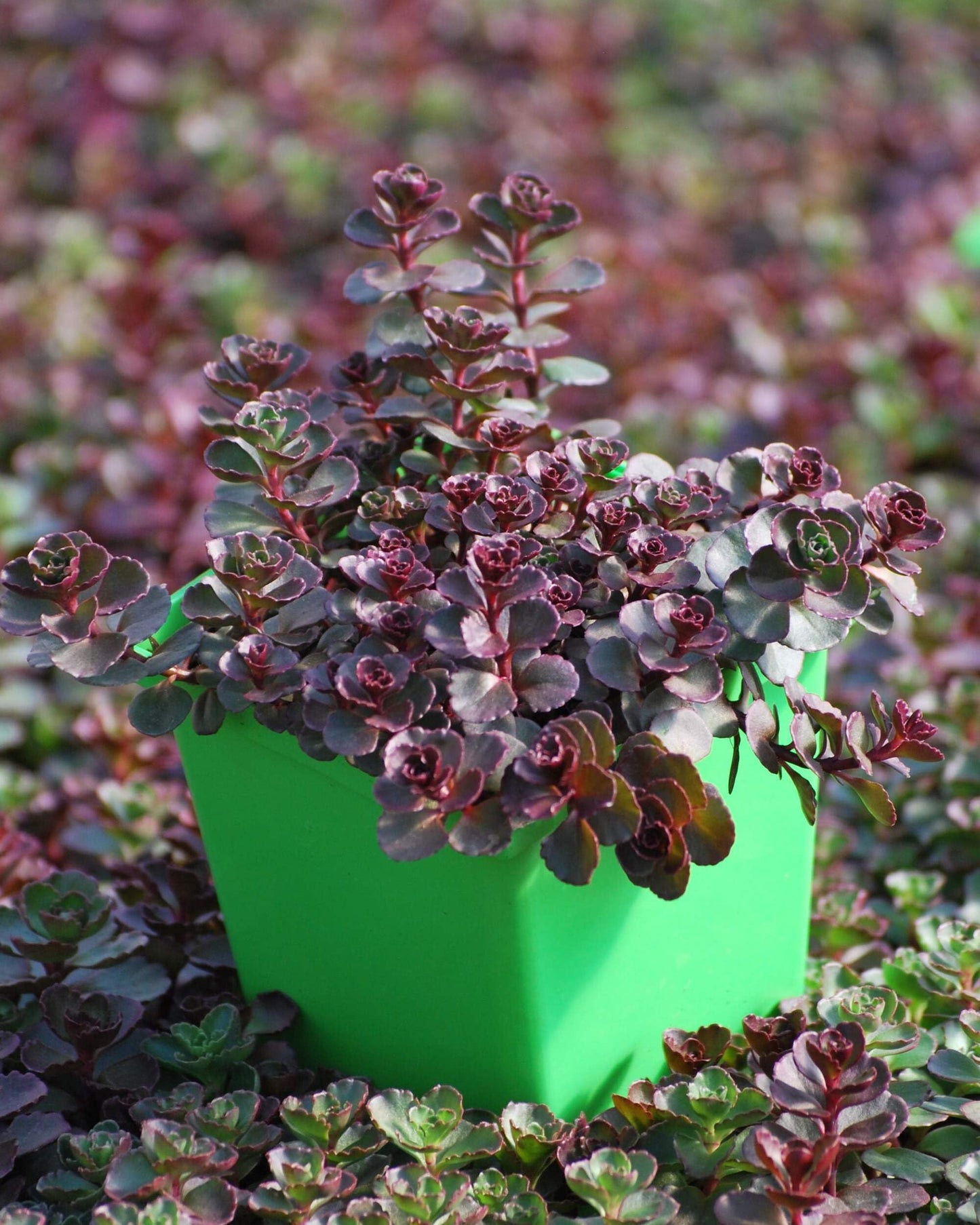 Perennial Farm Marketplace Sedum spurium 'Voodoo' (Stonecrop) Groundcover, 1 Quart, Rosy Red Flowers