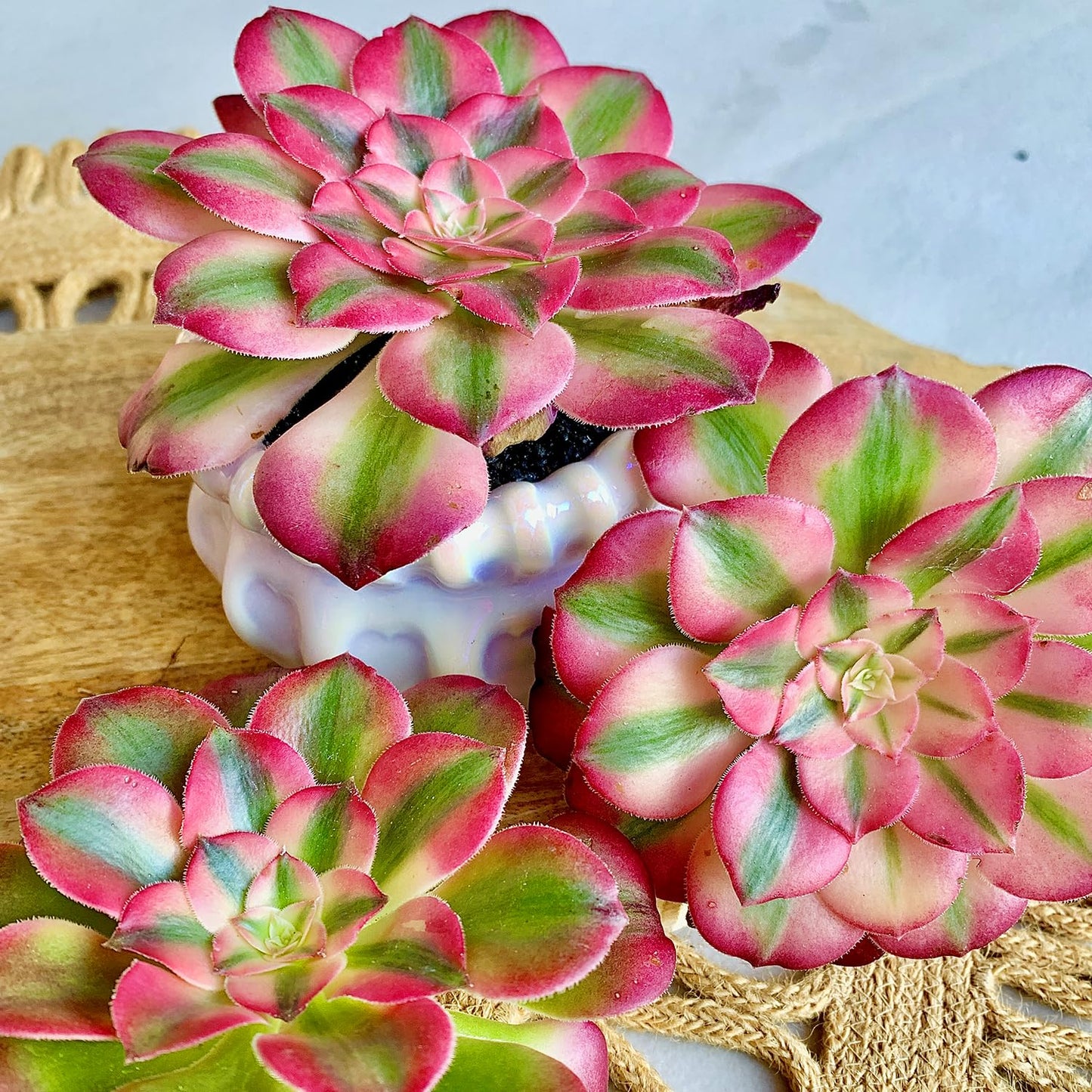 FWPP Succulents Plants Live Echeveria Perle von Nürnberg,Mini Succulents Red 3 inches Mini Succulents,Bare Root Without Pot,Succulent Plant Live Decoration Plant Gifts