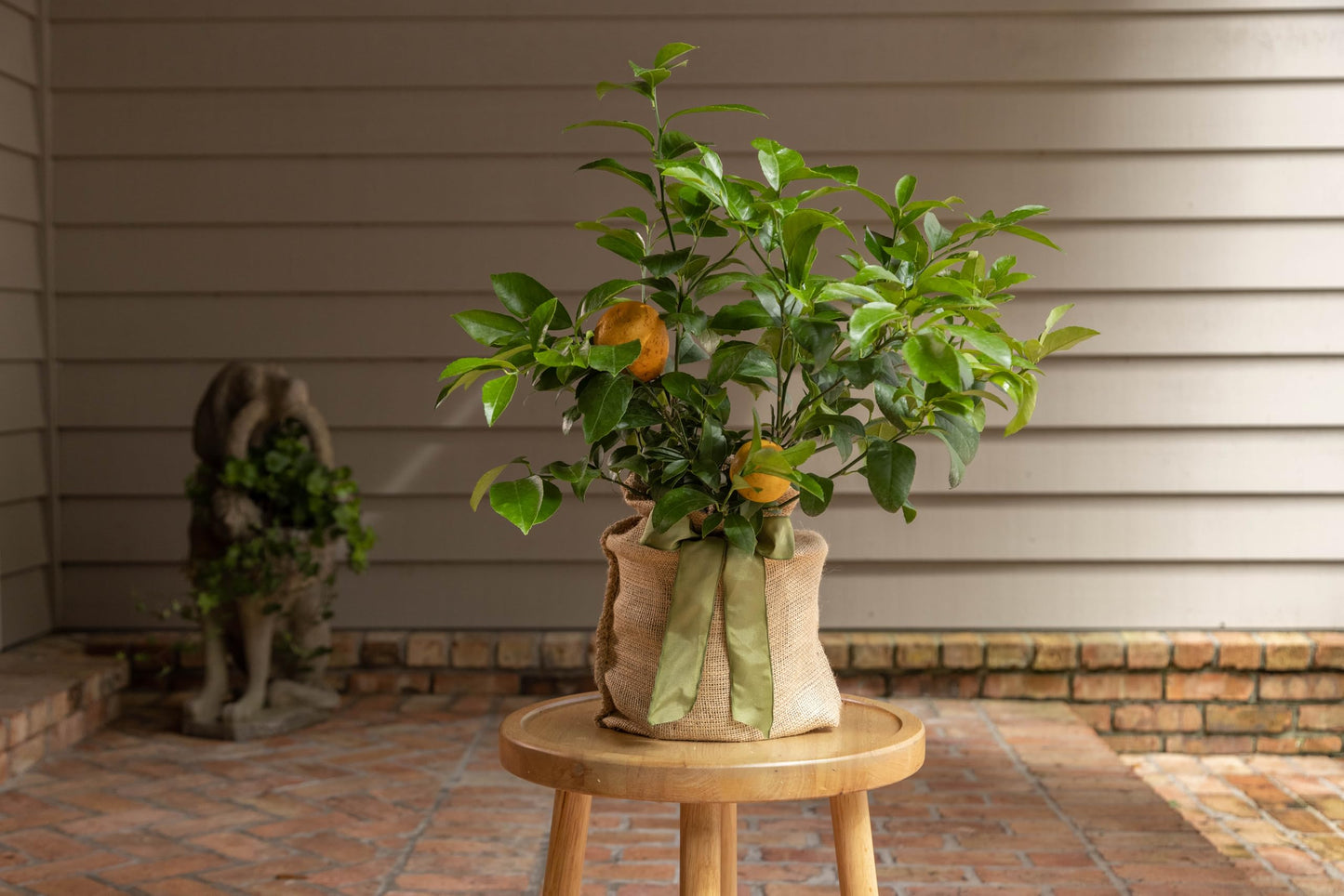 Meyer Lemon Tree Gift, Live Fruit Plant, Easy Care, Low Maintenance, Juicy Lemons, Unique Housewarming Gift, by The Magnolia Company, 1-2 Feet Tall, No Ship to CA, TX, AZ, LA, AL