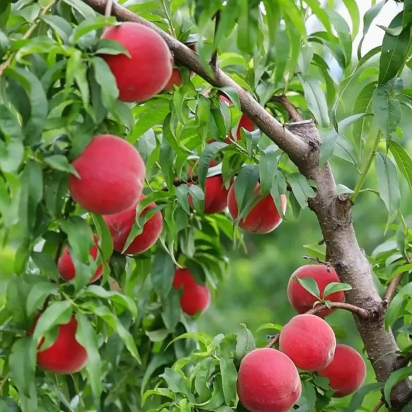 Mixrug Organic Dwarf Peach Seeds for Planting Outdoor, 5pcs Perennial Organic Peachs Fruit Tree Seeds Sweet Edible Plants, Non-GMO Heirloom Sweet Juicy Fruits Plants in Your Home Garden