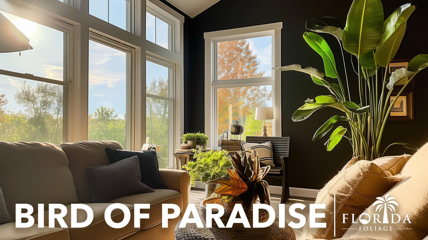 Orange Bird of Paradise | 3 Large Trade Gallon Size Pots | Strelitzia Reginae | Exotic Tropical Plants for Home and Garden | Lush Foliage Accent