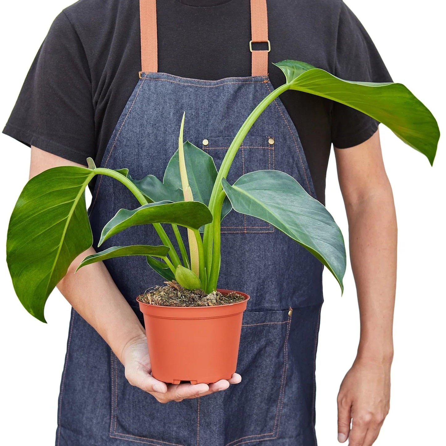 Philodendron 'Congo Green' | Live Plant for Indoor & Outdoor | for Living Room, Office, Bathroom | (4" Pot)