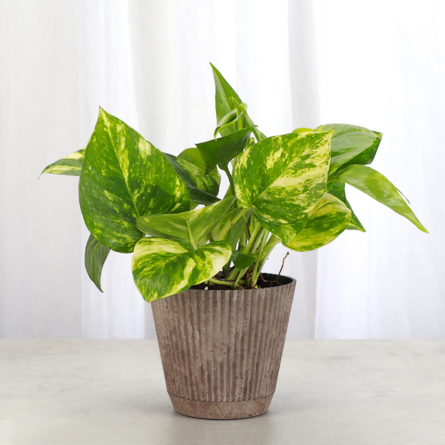 Thorsen's Greenhouse Golden Pothos, Live Indoor Vining Plant, Easy to Grow, Variegated Houseplant, Natural Air Purifier (Coffee, 4-inch Pot)