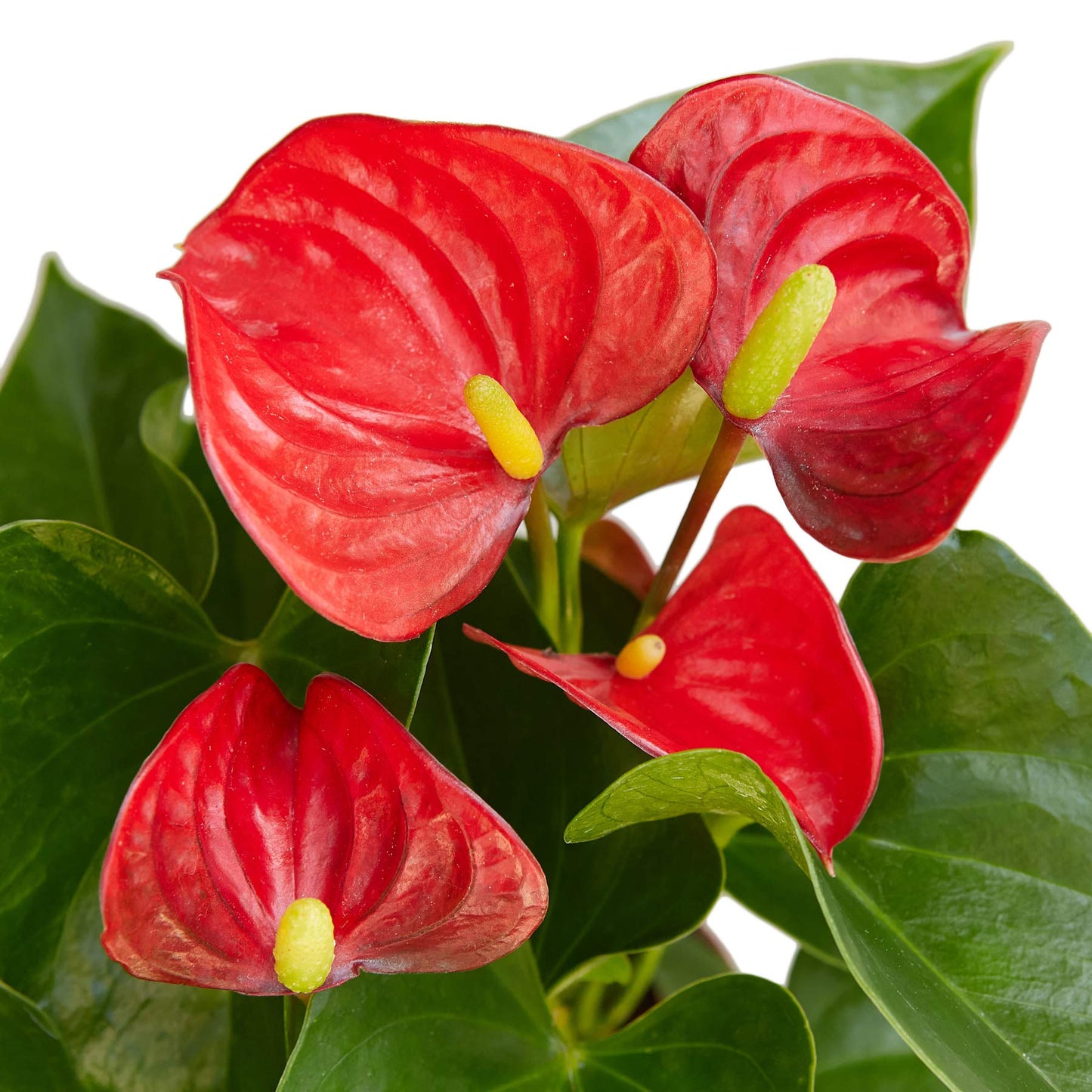 House Plant Shop | Anthurium 'Red' - 6" Pot | Live Indoor Plant | Easy to Care | Natural Décor Plant | Great Gifts| Free Care Guide