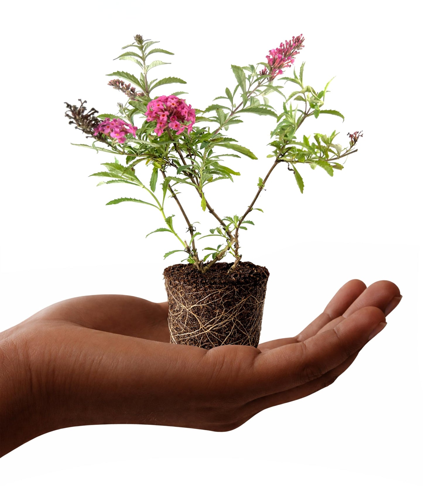 Buddleia Davidii Butterfly Bush Baby Buzz Lipstick Pink | 3 Live Plants | Fast Growing, Fragrant Blooms, Attracts Pollinators, Drought Tolerant, Low Maintenance, Long Blooming Season