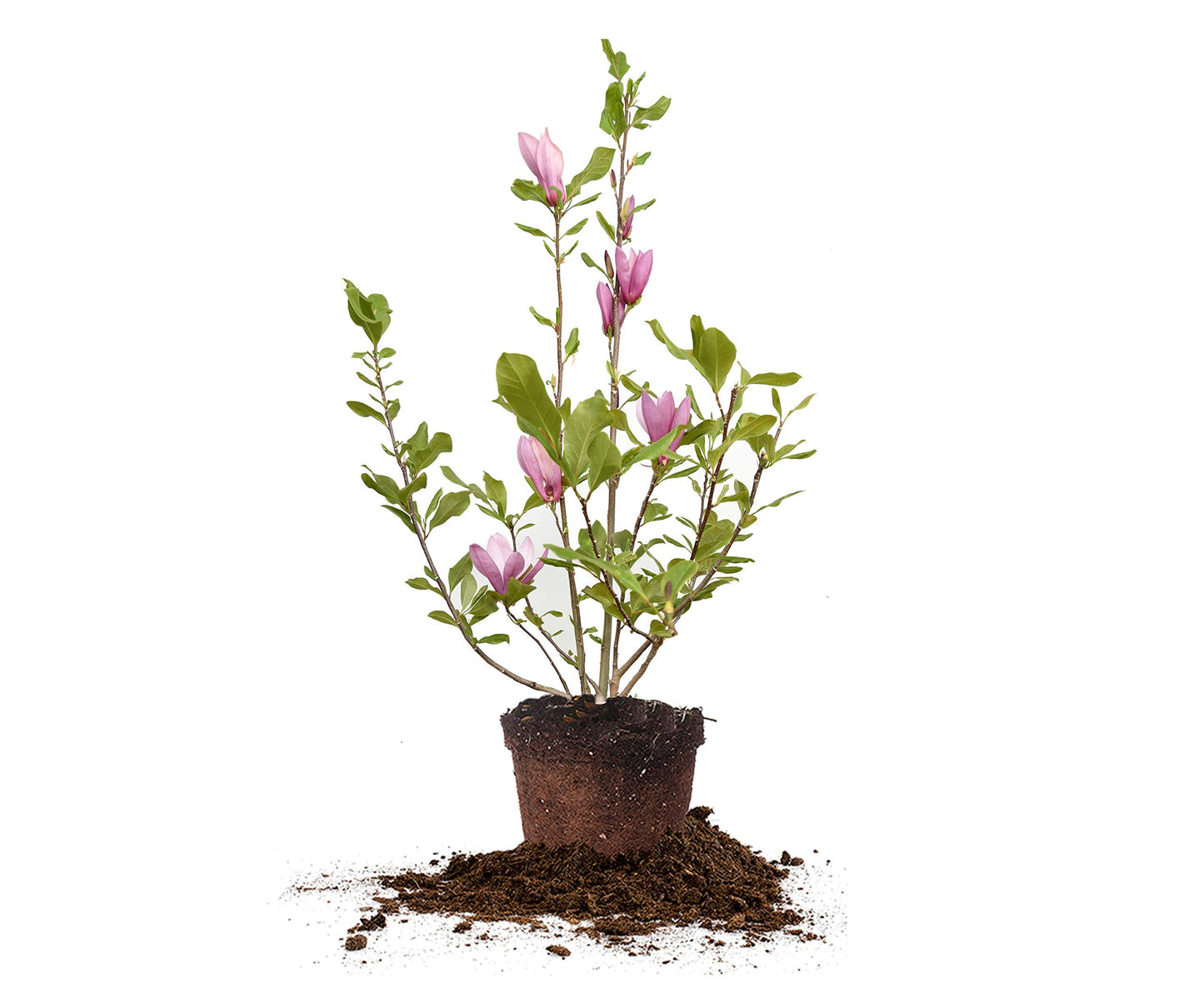 Perfect Plants Jane Magnolia Live Plant, 5 Gallon, Includes Care Guide
