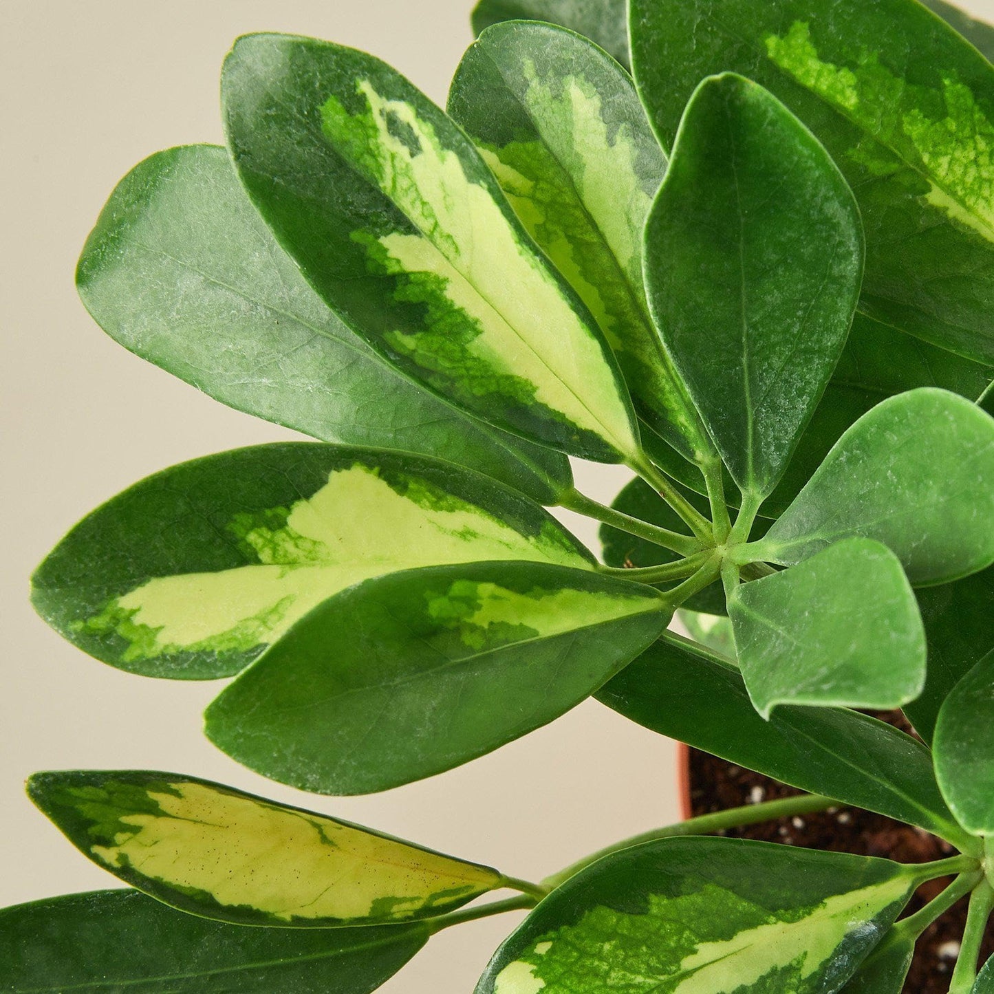 Schefflera Arboricola Variegated 'Umbrella' | Live Plant for Indoor & Outdoor | for Living Room, Office, Bathroom | (6" Pot)