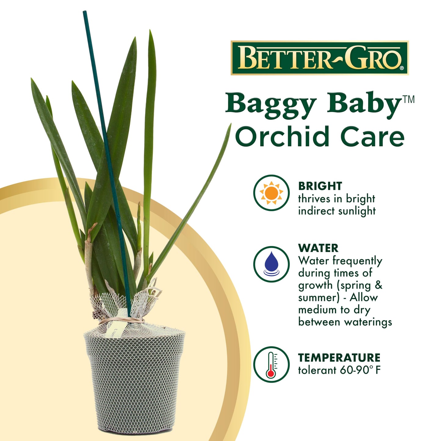 Better-Gro Easy-Growing Brassavola Hybrid, Procatavola Key Lime Stars, 4" Live Plant, Blooms in 6-12 Months with Proper Care, White and Green Star-Shaped Bloom, Fragrant, Selected by Master Growers