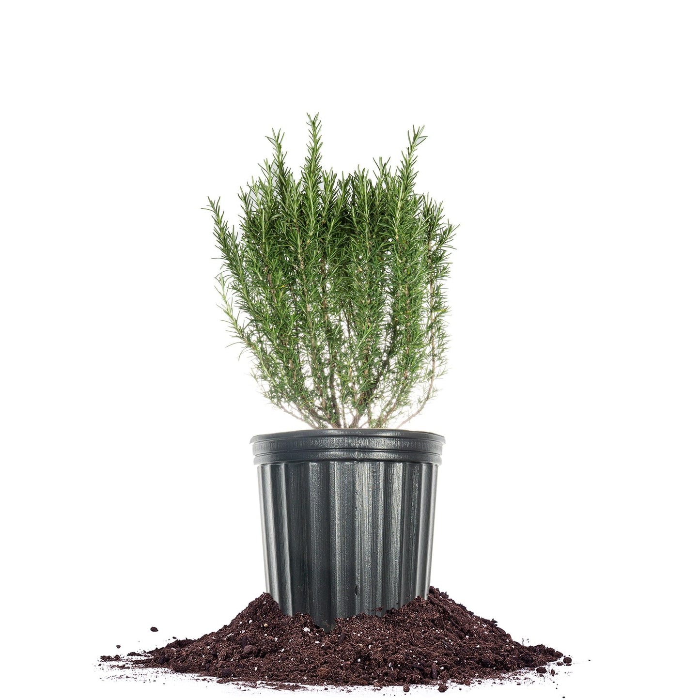 Perfect Plants Southern Living Chef's Choice Rosemary Bush in 1 Gallon Pot | Live Plant | Edible, Aromatic herb for Home Cooking and Gardening | Great for Cooking and Grilling | Zones 7-10
