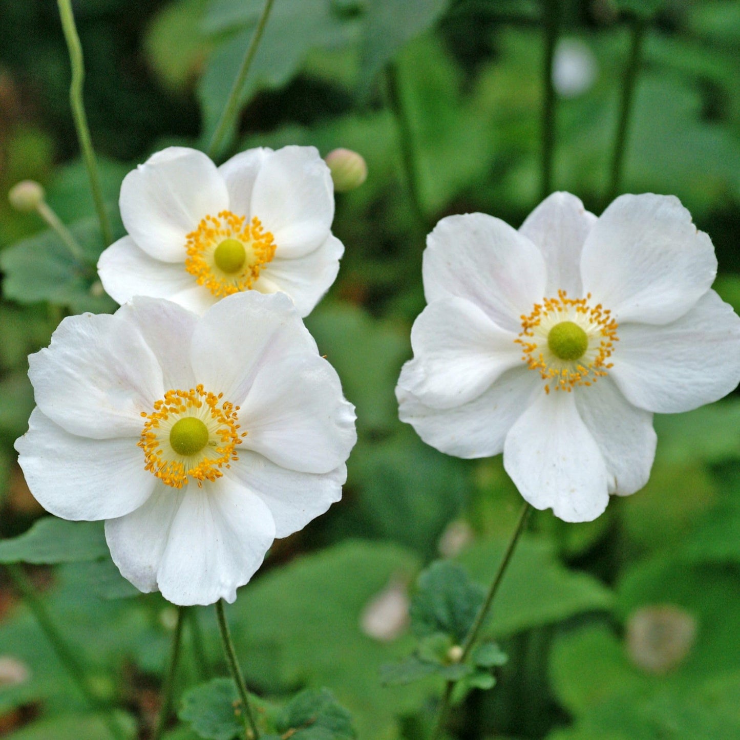 Easy to Grow Anemone Bride Pack of 20 Flower Bulbs - Spring White Blooms in Full Sun, Great for Cutting