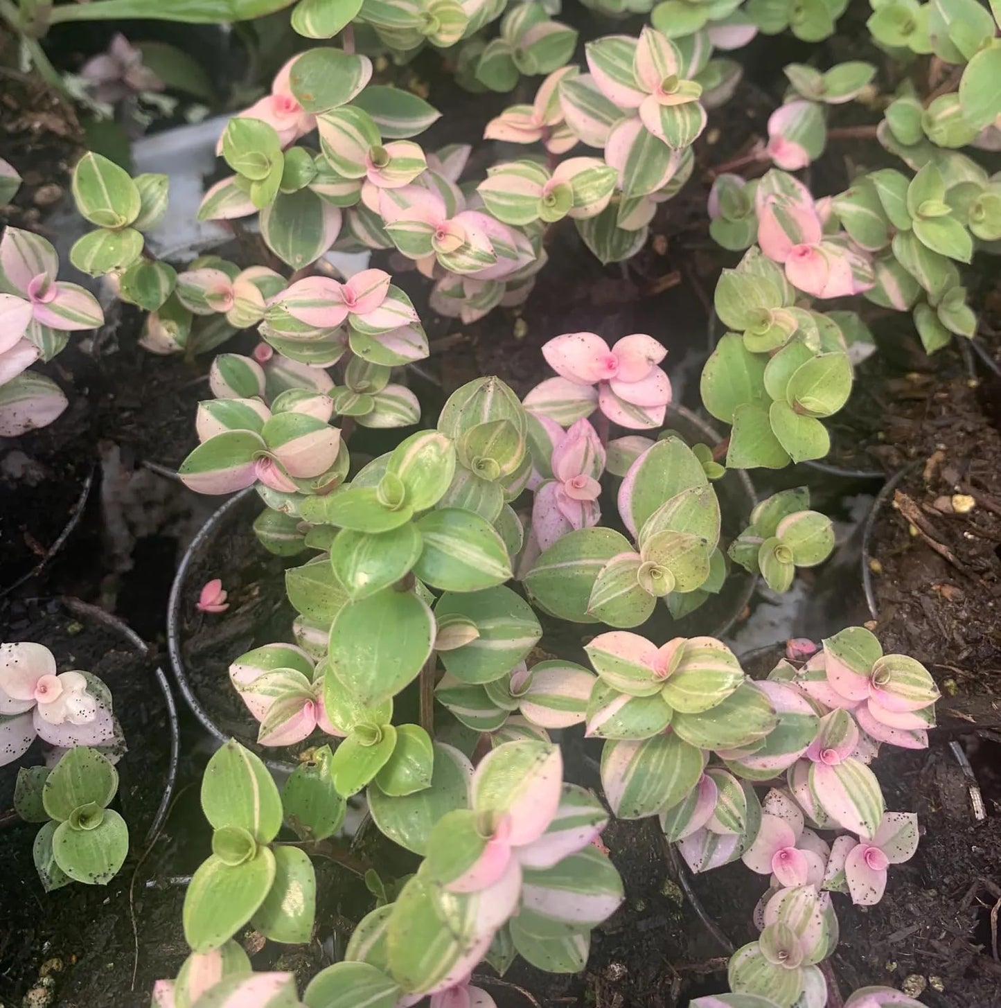4 Variegated Pink Panther Turtle Vine Cuttings to Grow - Easy to Grow Pallisia repens