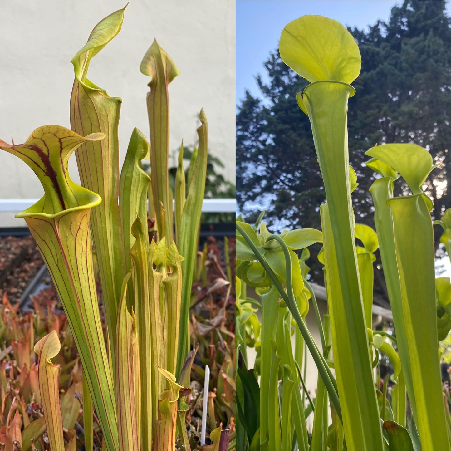 Savage Gardeners Live Carnivorous Pitcher Plant Sarracenia - Flowering Sized, Beginner-Friendly, Comes Potted in 2.5'' Pot