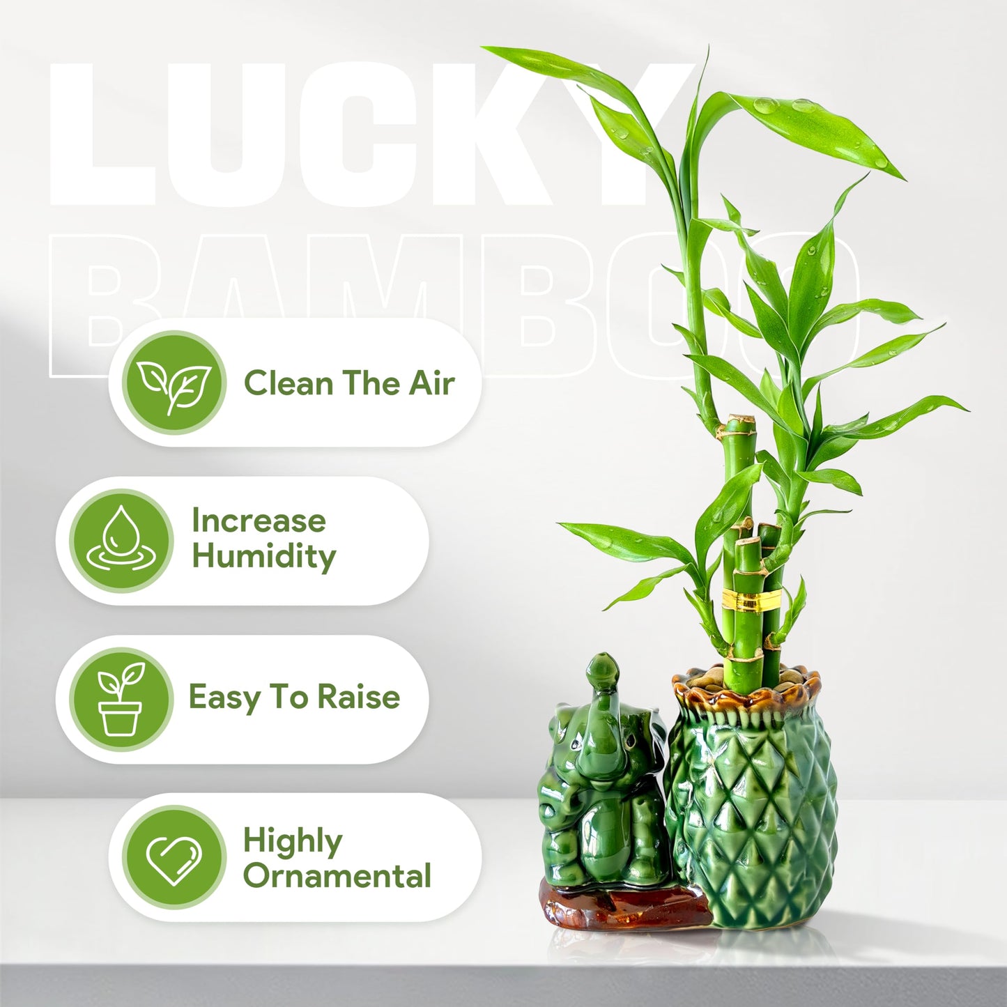 Yagaliga Lucky Bamboo 3-Stalk (2×6″ + 1×8″) Live Indoor Plant Set – Elephant & Pineapple Ceramic Pot with Pebble Bag