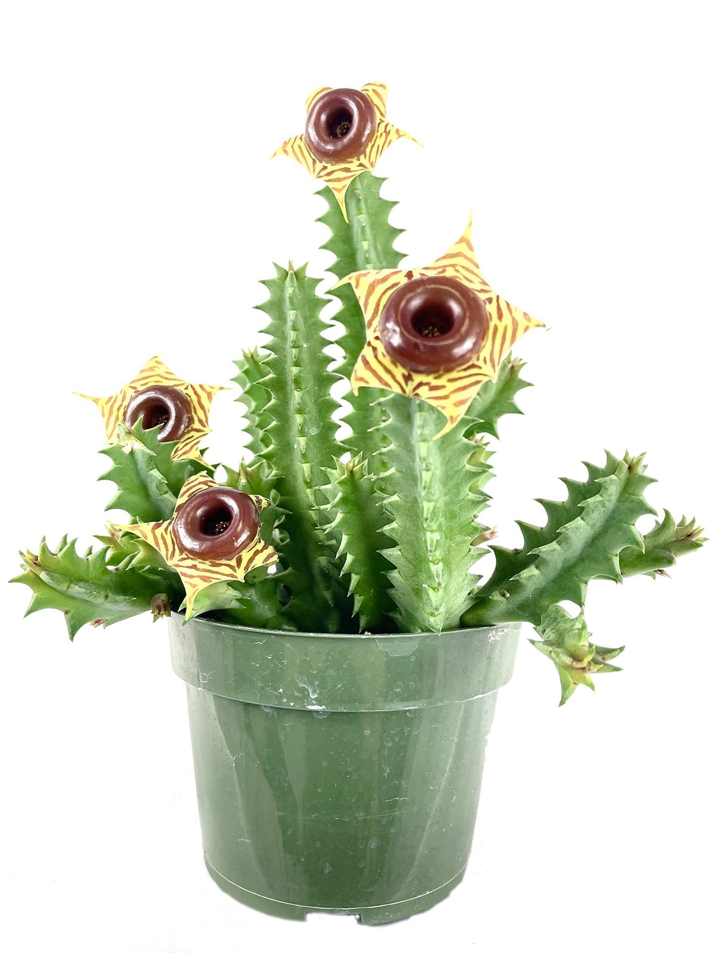 Lifesaver Cactus - Live Plant in a 4 Inch Pot - Huernia Zebrina - Rare Flowering Indoor Cactus with Red Star Bloom – Exotic, Easy-Care Houseplant for Shelf, Desk, or Windowsill