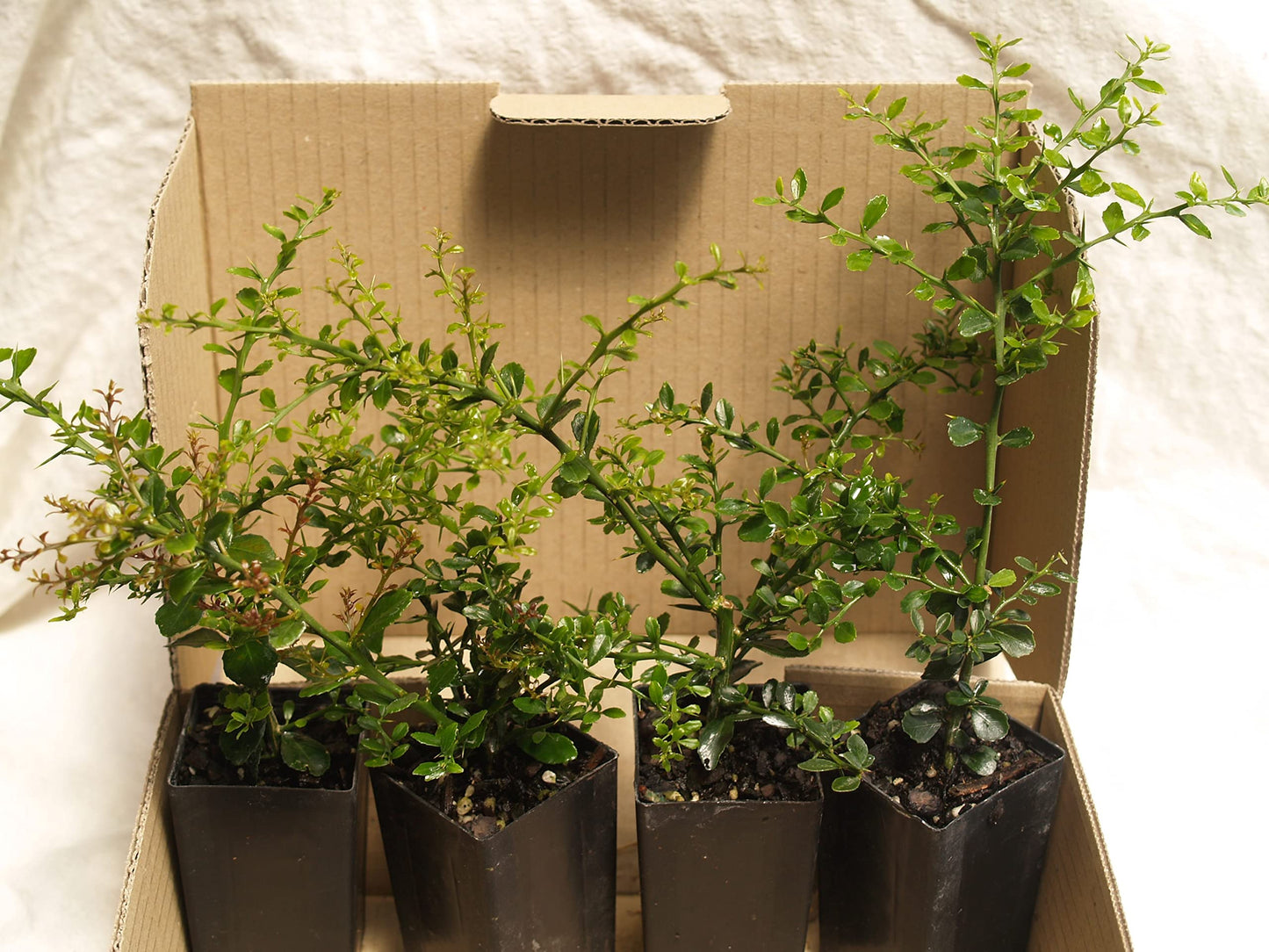 California only!! Australian Finger Lime Tree, 24-36 inches Tall grafted semi-Dwarf Plant.