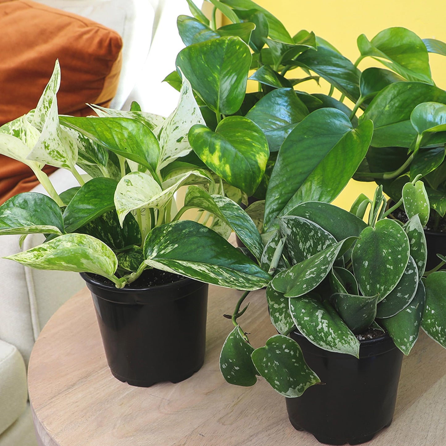 Live Pothos Plants (3PK) Indoor Plants Live Houseplants Mix Pack, Pothos Live Plant Box, Epipremnum Aureum, House Plants Indoors Live Plants, Real Plant Decor, Devils Ivy Vine by Plants for Pets