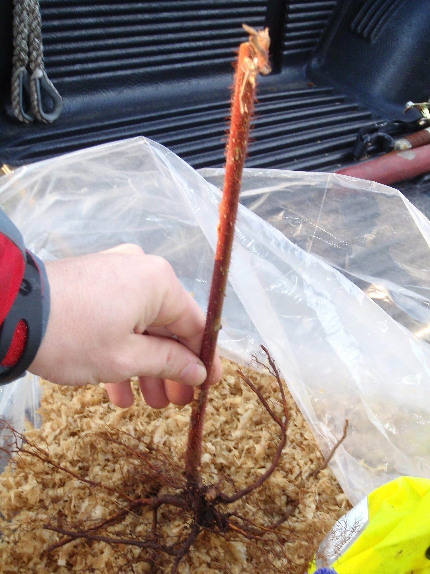 Wineberry ! Rubus phoenicolasius. Live Plants, Roots Wrapped in Wet, no Leaves