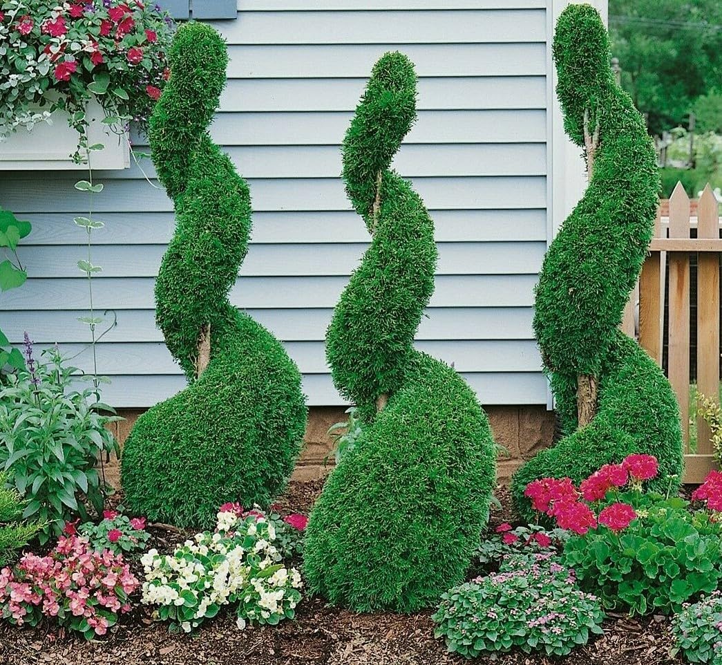 Live Plant - Emerald Green Arborvitae Shrub/Tree - 6-12" Tall - 3" Pot - Thuja occidentalis