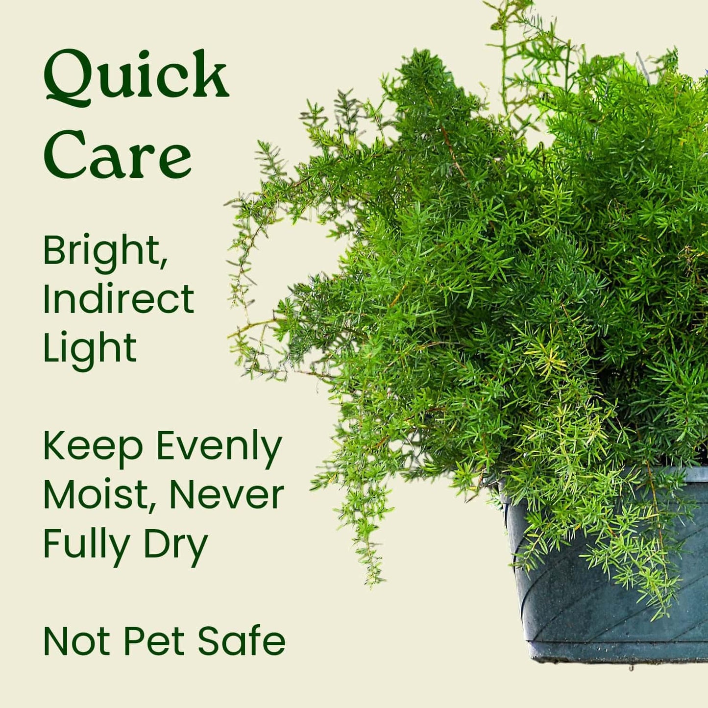Sprengeri Asparagus Fern Hanging Basket 10" – Live Plant with Lush Green Foliage – Air-Purifying, Easy-Care Houseplant for Indoor & Outdoor Spaces – 24" to 28" Spread – Tropical Plants of Florida