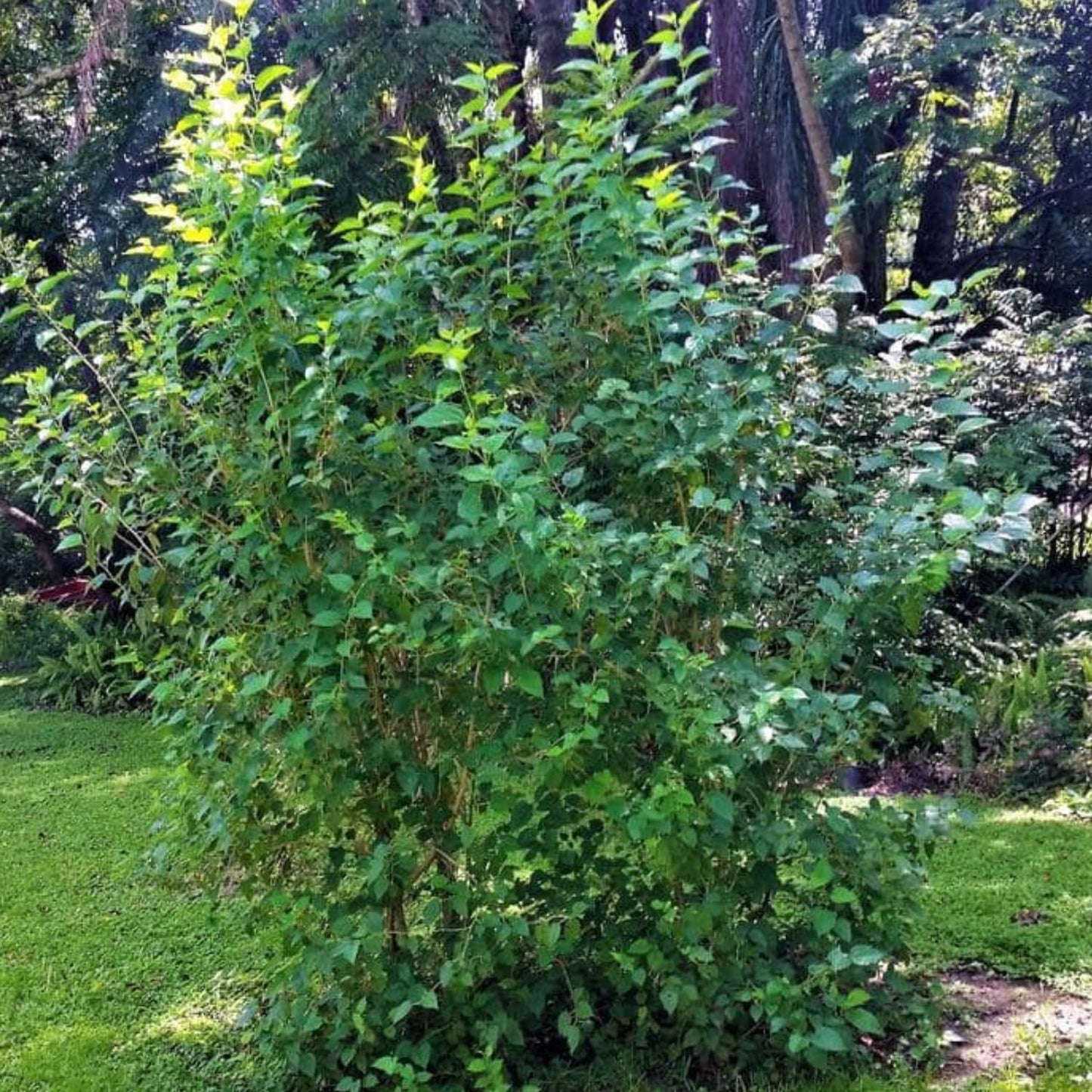 Mulberry Tree Live Plant, Mulberry Bushes for Home Gardens, Mulberry Plant Live, Mulberry Fruit, 5-9 Inch Tall (Dwarf Everbearing Mulberry)