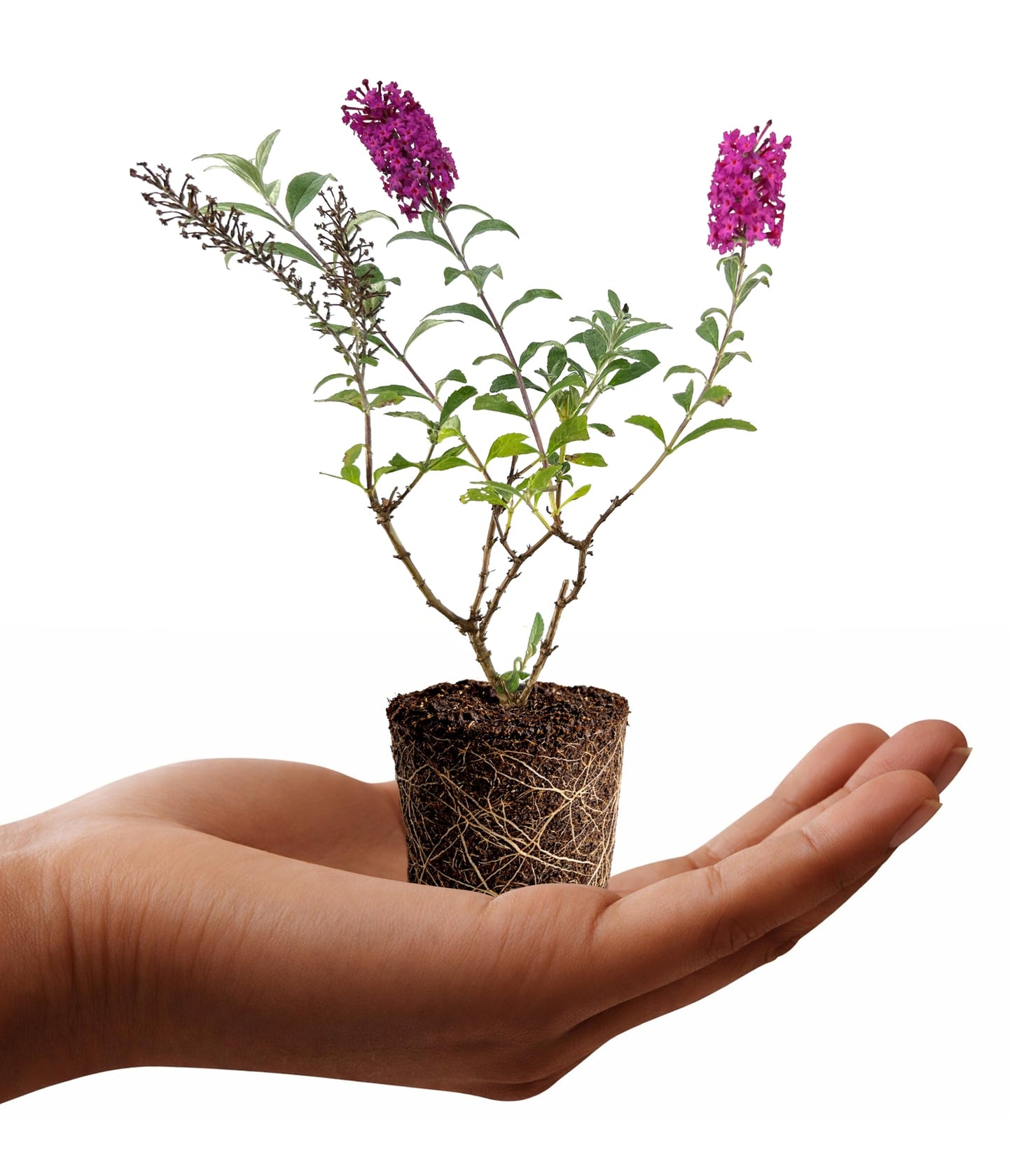 Buddleia Davidii Butterfly Bush Dapper Pink | 3 Live Plants | Fast Growing, Pink Blooms, Attracts Butterflies, Fragrant Flowers, Drought Tolerant, Long Blooming Season, Low Maintenance