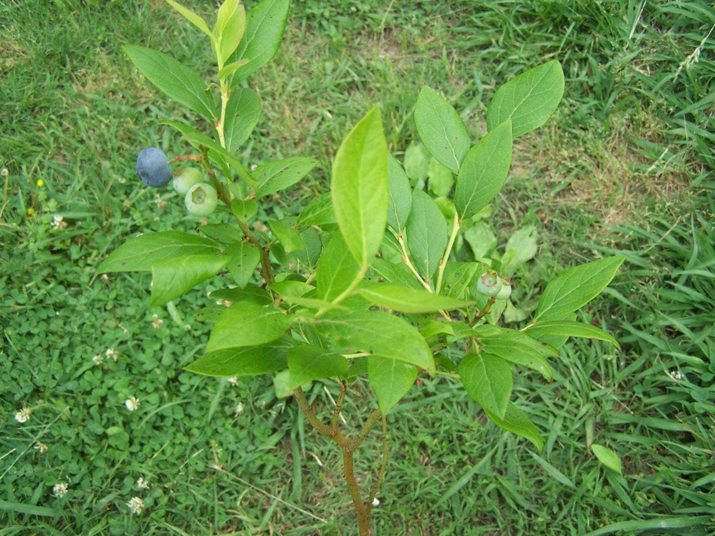 Live Plant - 5 Duke Blueberry Bushes/Shrubs - 10-12" Tall - 2 Year Old Plants