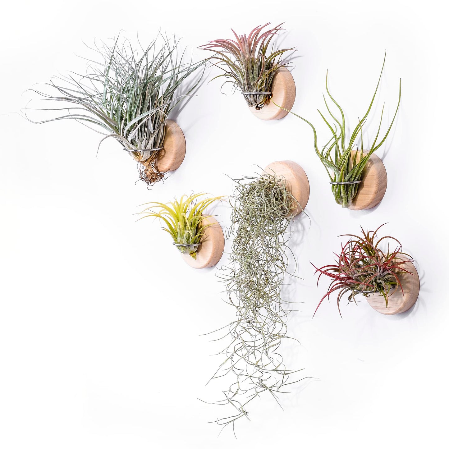 MITIME Air Plants Holders-Real Wood Live Air Plant Holders.Rustic Air Plant Stand,Wall-mounted to save space.(Plants not included)(Orbicular Set of 6)