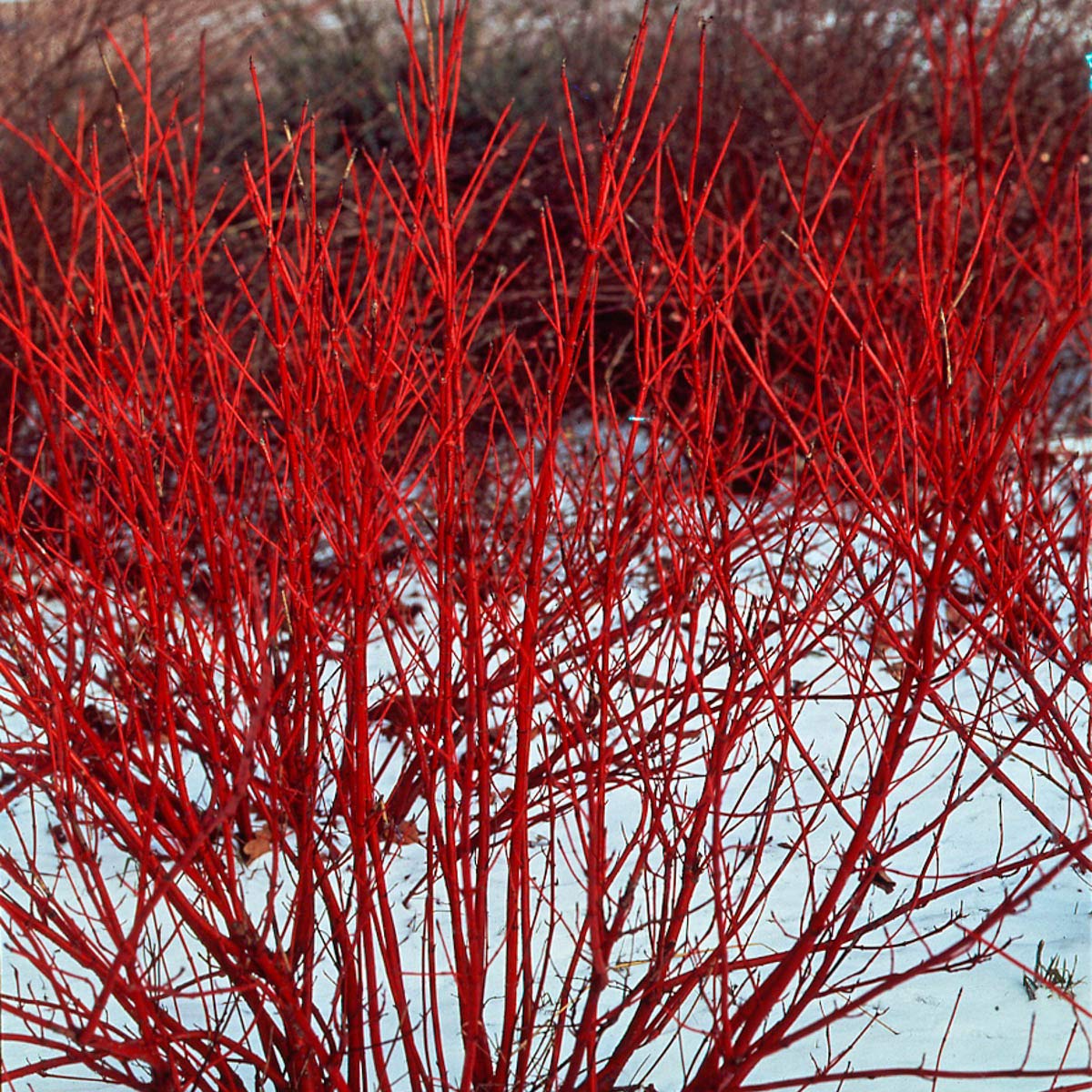 Direct Gardening Cardinal Red Twig Dogwood Starter Hedge Kit Dormant Bare Root White Flowering Starter Shrubs 2 Pk, Can't Ship to FL