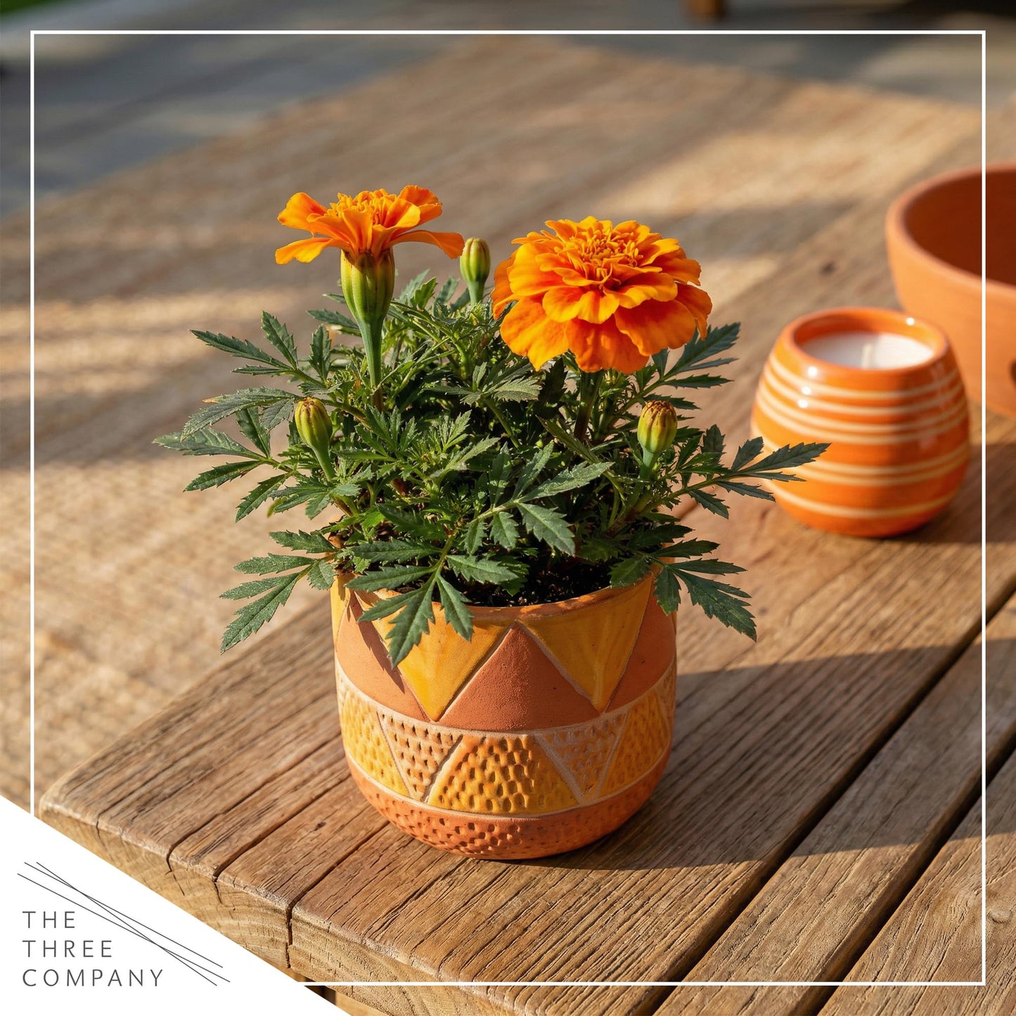 Live Flowering Marigold - Durango Orange (4 Per Pack), Beautiful Spring Color, 8" Tall by 4" Wide in 1 Pt Pot