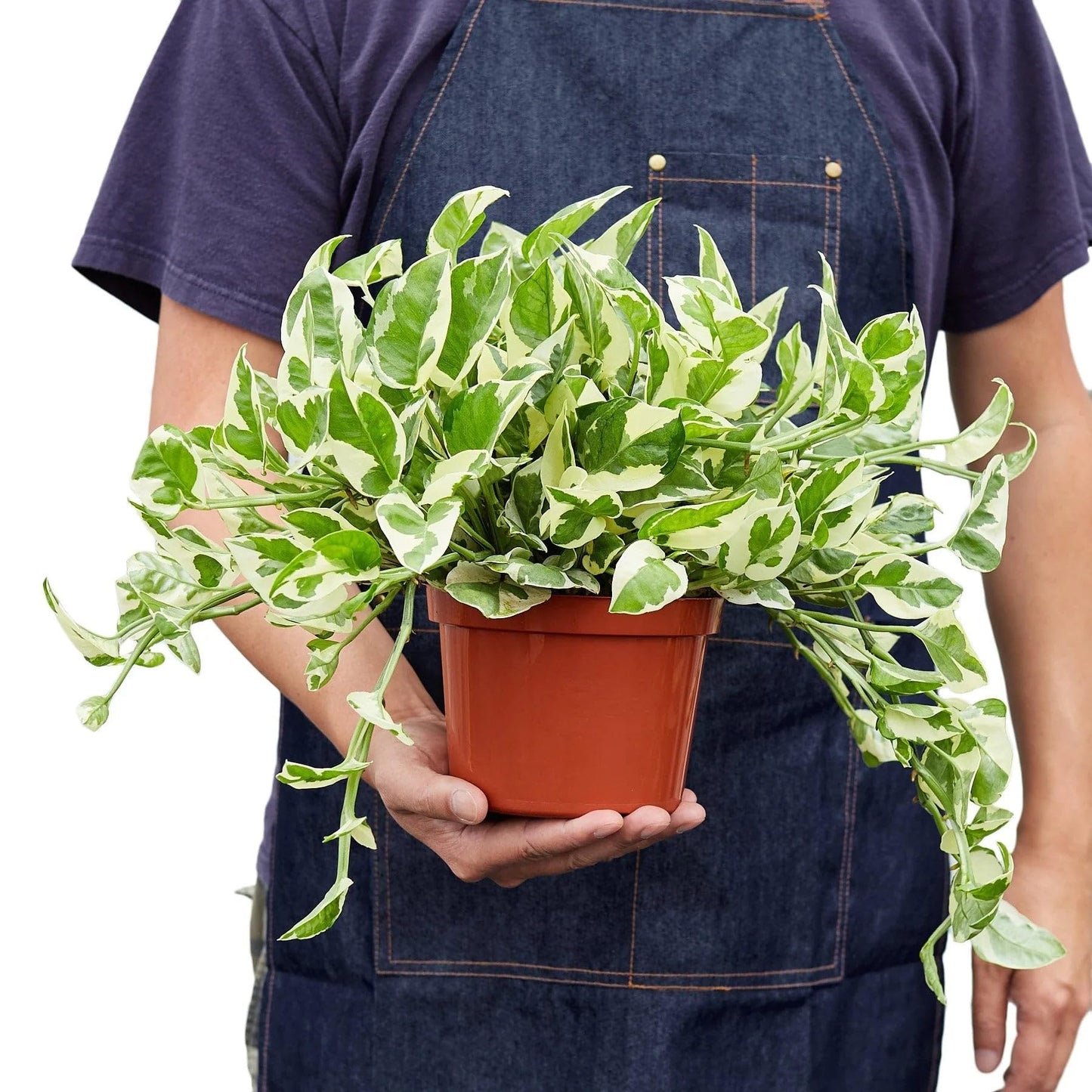 Pothos 'N'joy' | Live Plant for Indoor & Outdoor | for Living Room, Office, Bathroom | (6" Pot, Black Cylinder)