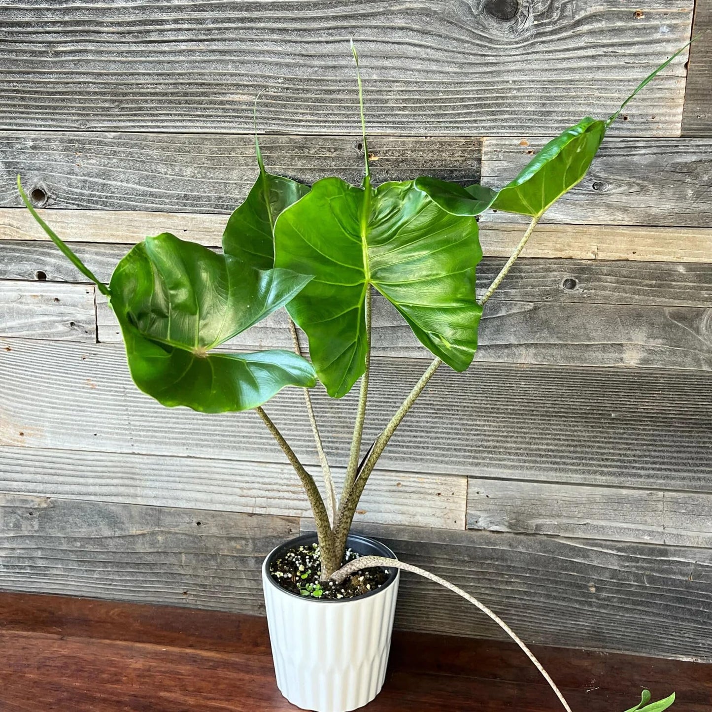 Live Plant - Stingray Alocasia Elephant Ear Small Well Rooted Starter Plant