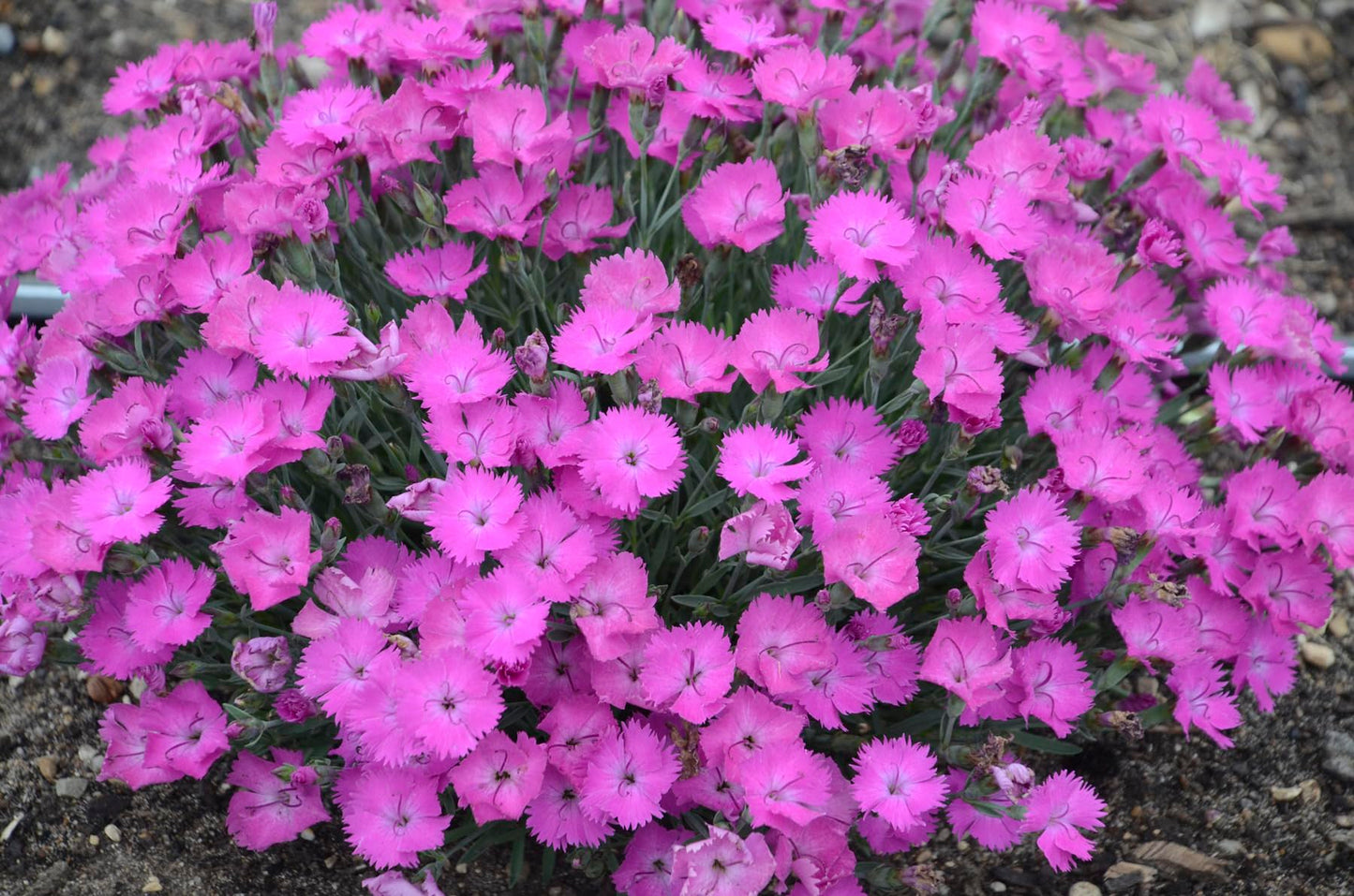Live Plant from Green Promise Farms - Proven Winners, Dianthus Paint The Town Fuchsia Pinks, Bright Pink Flowers - #1 Gallon Size Container