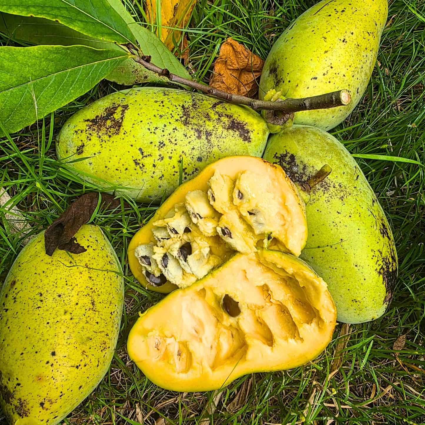2 Pots Pawpaw Trees Live Plants, 7-13 Inches Height, in Quart Pots, Cold Hardy Paw Paw Fruit Trees for Planting