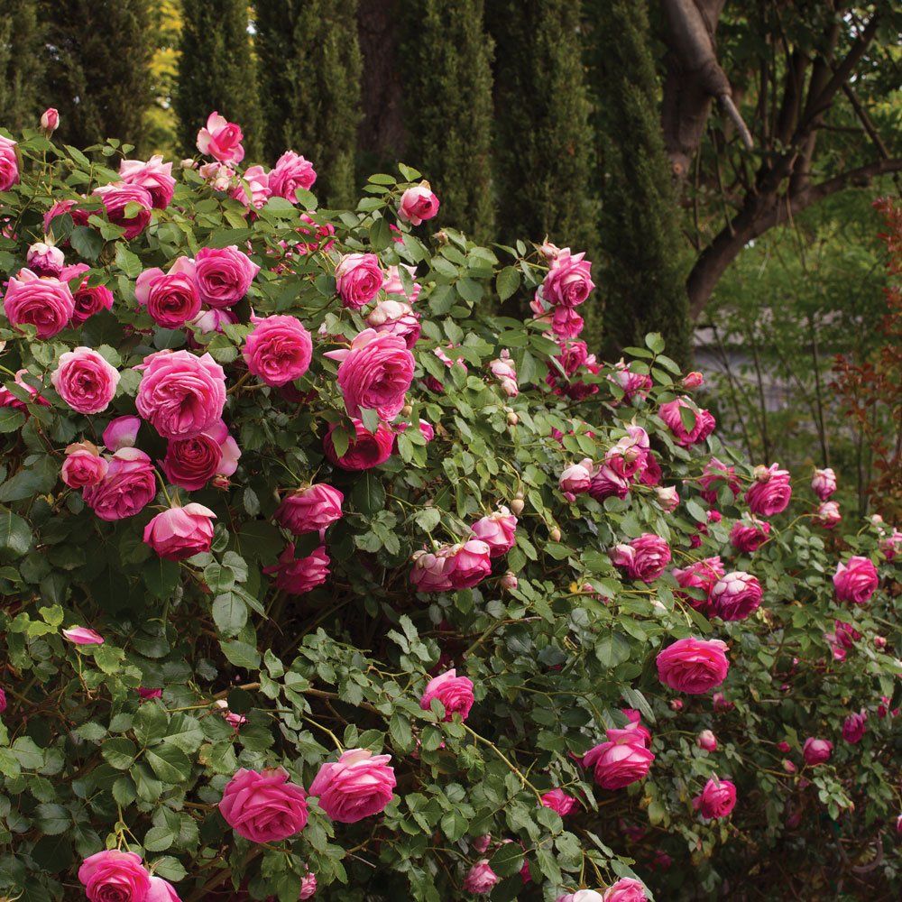 Pretty in Pink Eden Climbing Rose 1.5 Gal Potted Live Plant, Reblooming Fragrant Hot Pink Flowers, Climber for Trellis, Arbor, Fence or Screening, Own Root, Stargazer Perennials