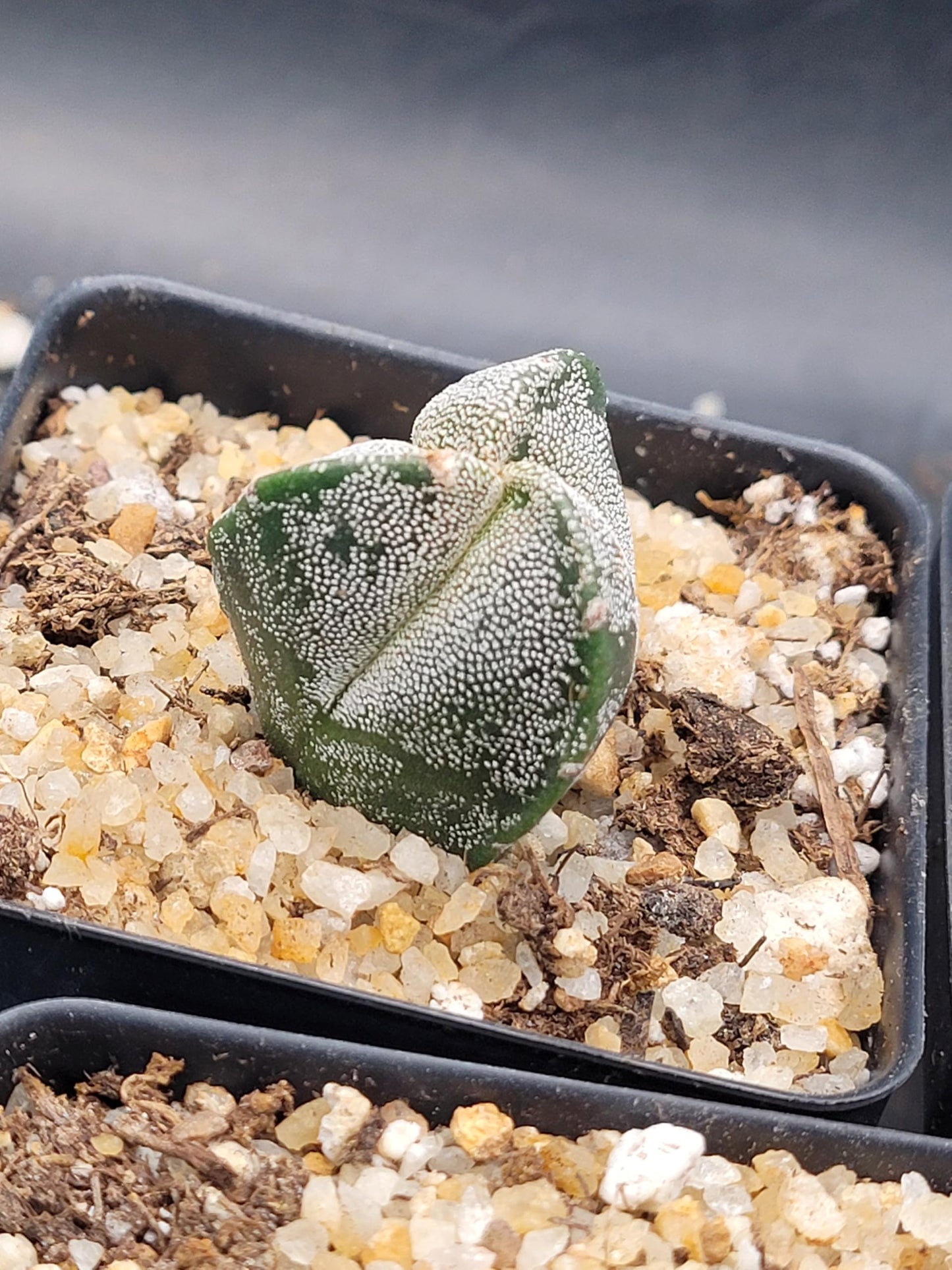 Astrophytum Myriostigma 3 Rib Cactus, Live Indoor Plant, Drought Tolerant