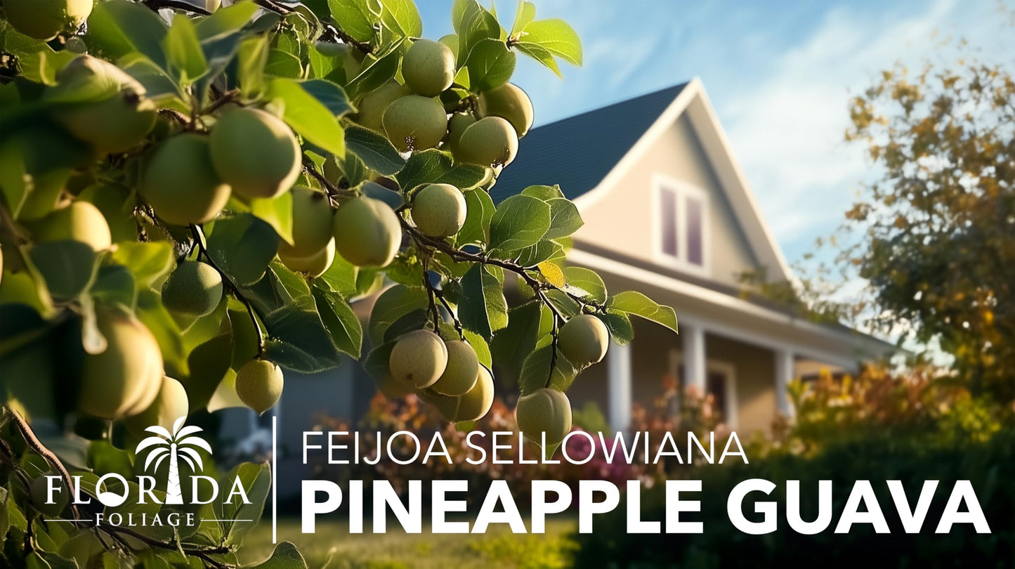 Pineapple Guava - 3 Live Plants - Feijoa Sellowiana - Edible Fruit and Flowering Foliage