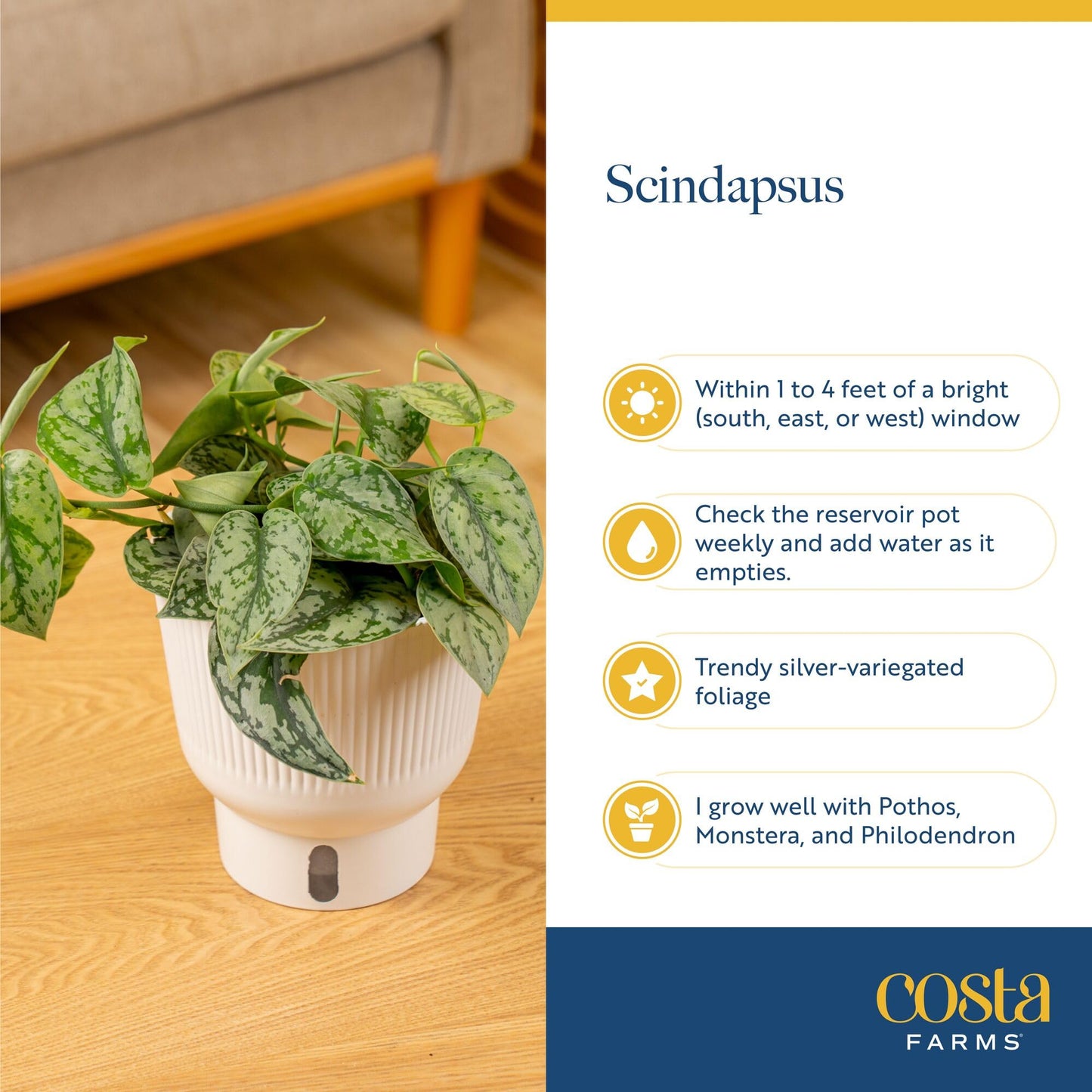 Costa Farms Scindapsus Mount Salak Live Indoor Plant, Rare Silver Satin Pothos Variety in Self-Watering Decor Pot, 12-16 Inches Tall, Easy Care Low Light Vining Houseplant, Gift for Home or Office